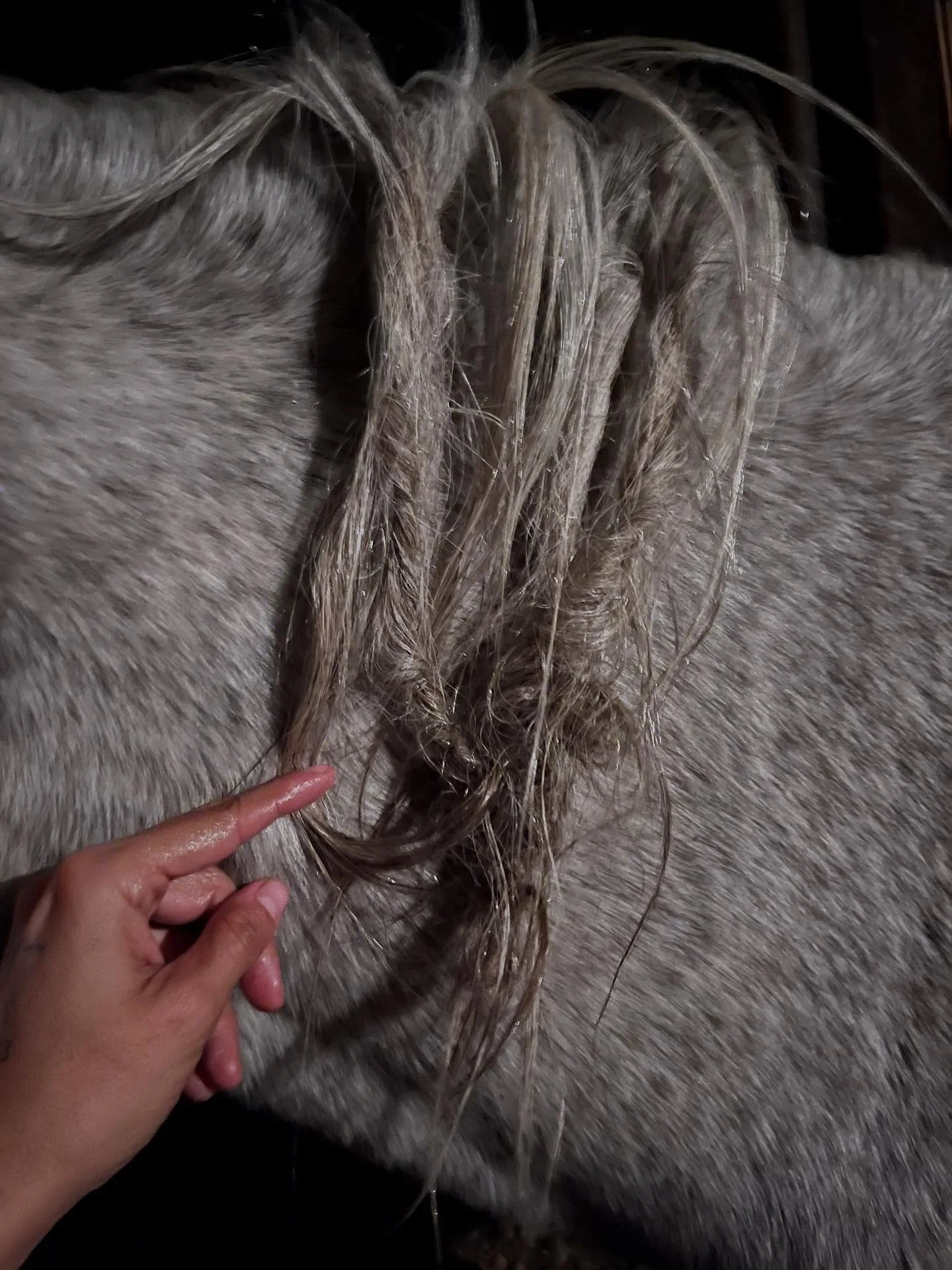Swipe to see Brisa&rsquo;s knots come out ❤️&zwj;🔥 

#pasofino #fleabit #greymare #vaquera #caballera #brisa