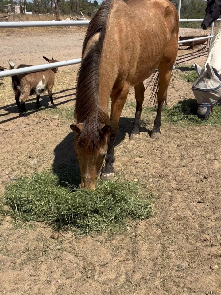 501(c)(3) status secure! Borrowing from @thehenryhaven &hellip;starting $5 Fridays! Please consider sending us $5 for hay and fly control. We completely rely on yall and your kindness. Since I&rsquo;m still job hunting, I really need the help. 

To l