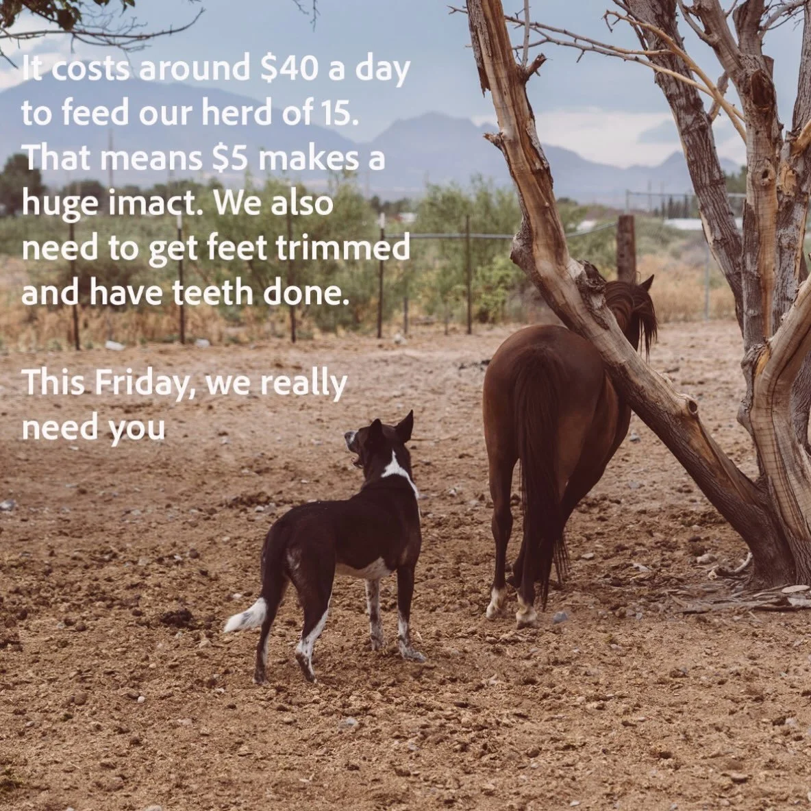 We need this $5 Friday to help us get caught up with hay. We are too &ldquo;paycheck to paycheck&rdquo; with our hay purchases. We count on the community to help us keep these horses fed. Thank you so much to everyone who has given. 

RiverThunderRan