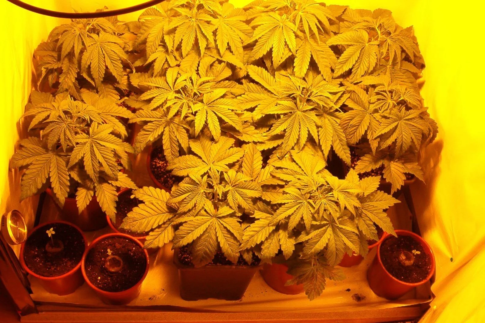Abramovich Money Helped Build Curaleaf. Now It Runs 77 Florida Dispensaries.