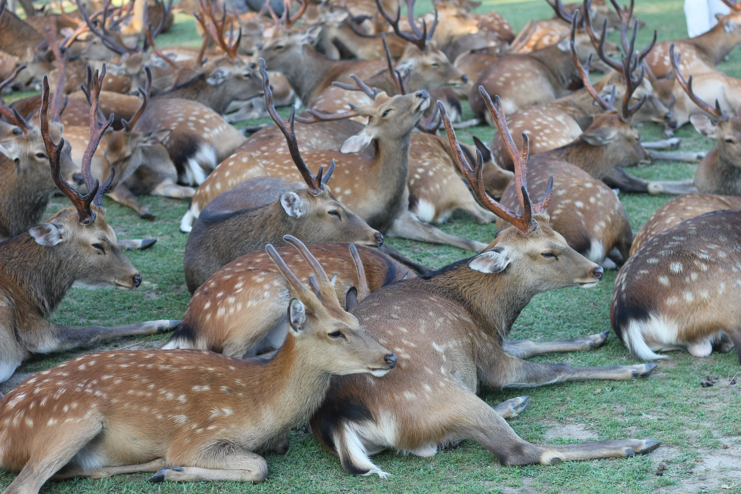 Travels in Japan, Nara, July '24