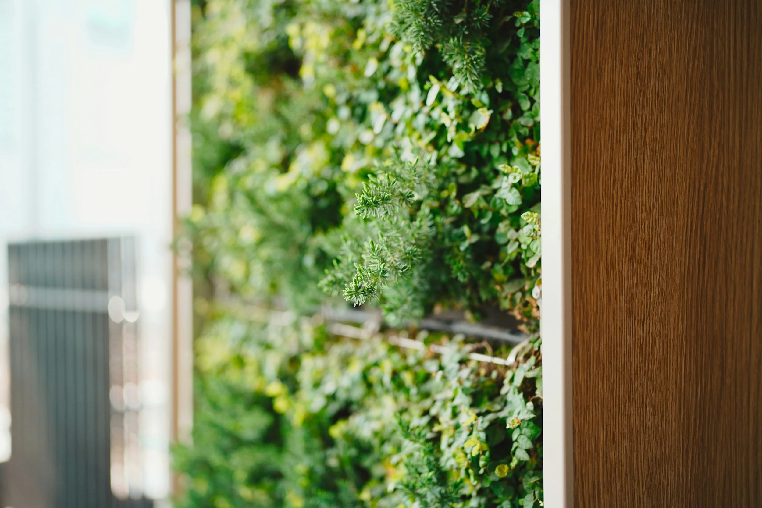 Close-up of green plants and small leaves growing on a wall with a wooden panel on the right side, sunlight illuminating the scene.