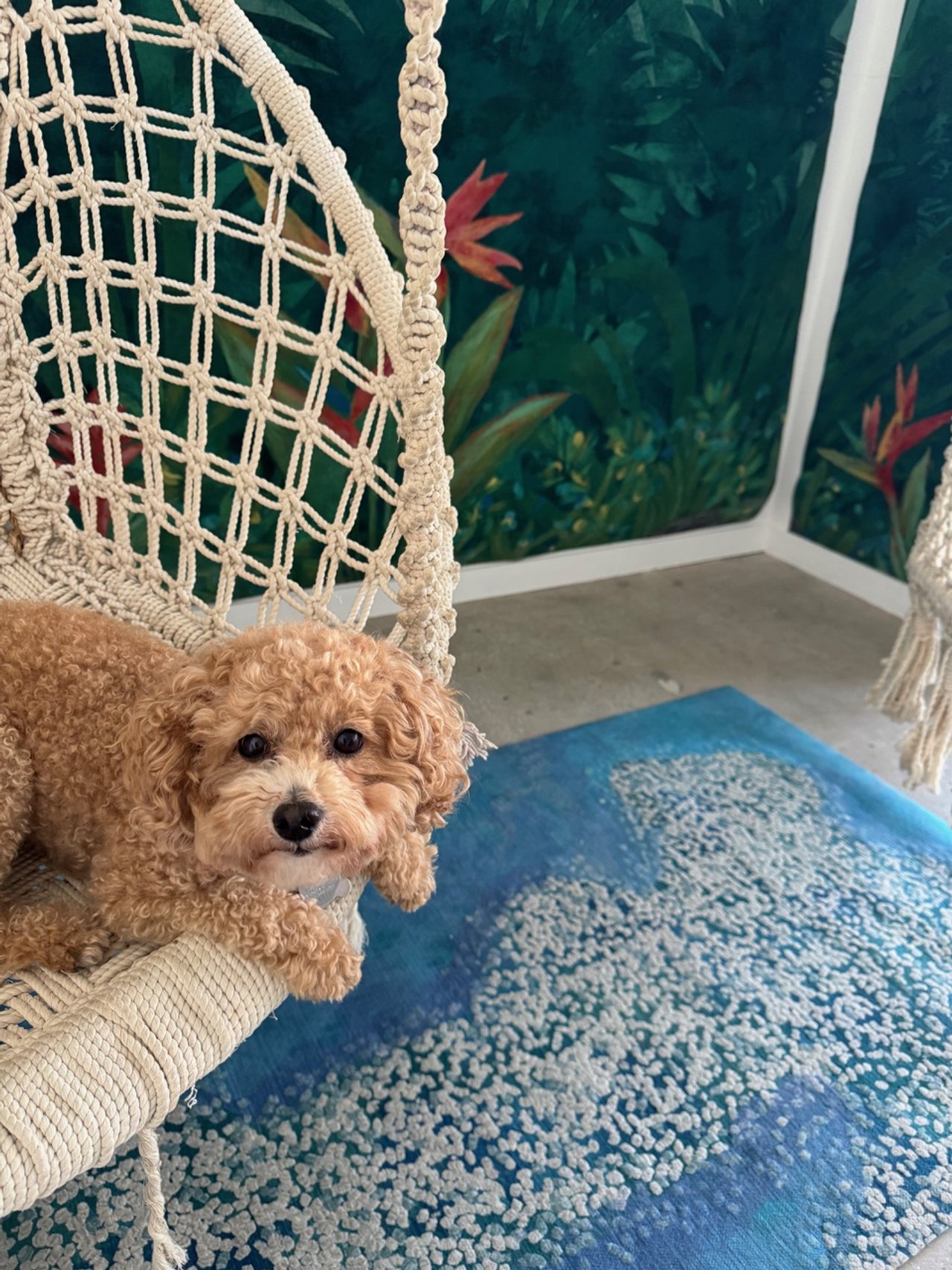 A small curly-haired dog sitting on a woven chair, indoors near a colorful plant and tropical-themed wall covering, with a blue patterned rug on the floor.
