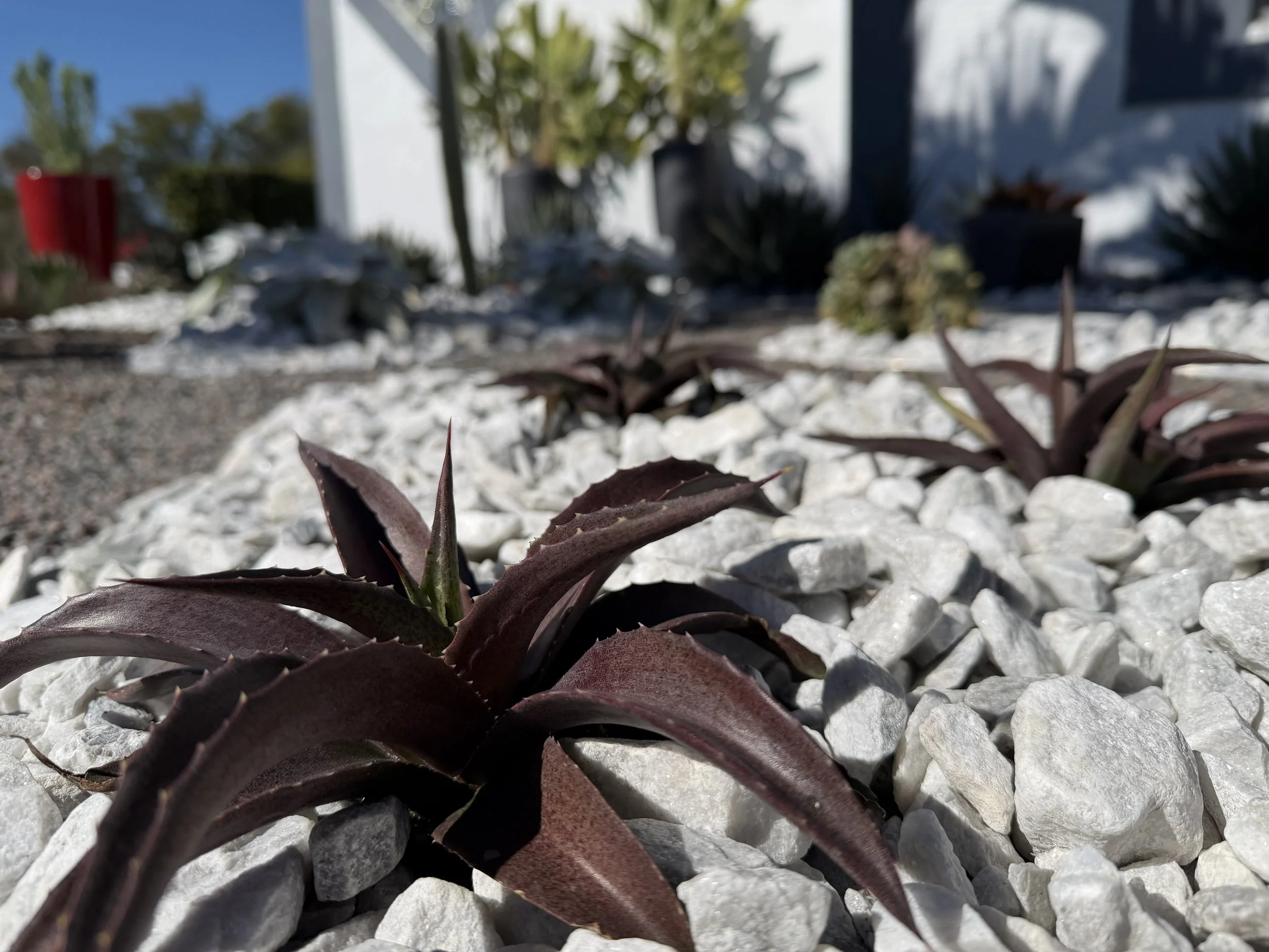 seedling mangave red wing, oh they will be amazing 