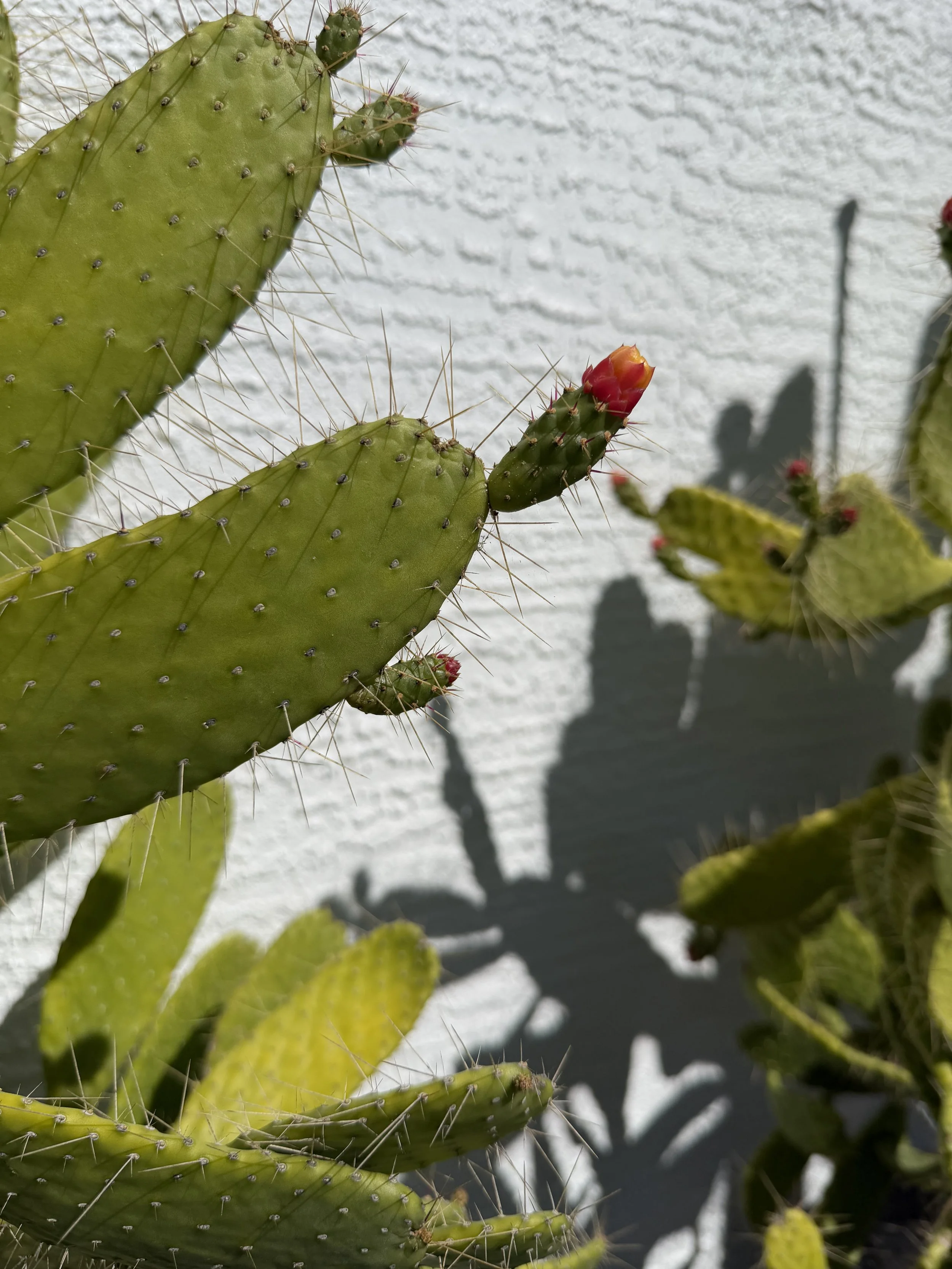 Florida native cactus... flower starting to open!!!