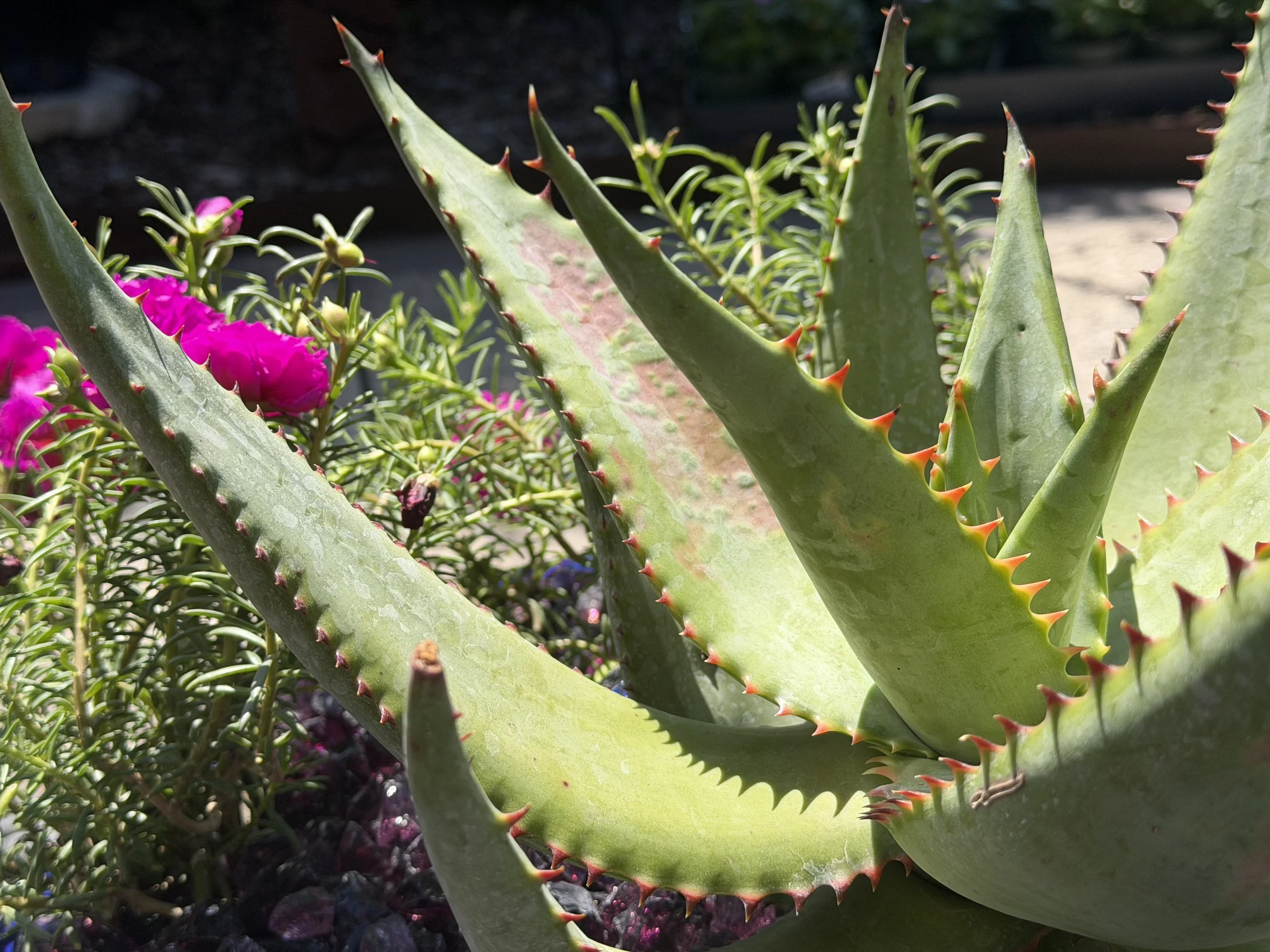 Close-up of green aloe plant with sharp, pointed red-tipped thorns on its thick, fleshy leaves, with pink flowering plants nearby.