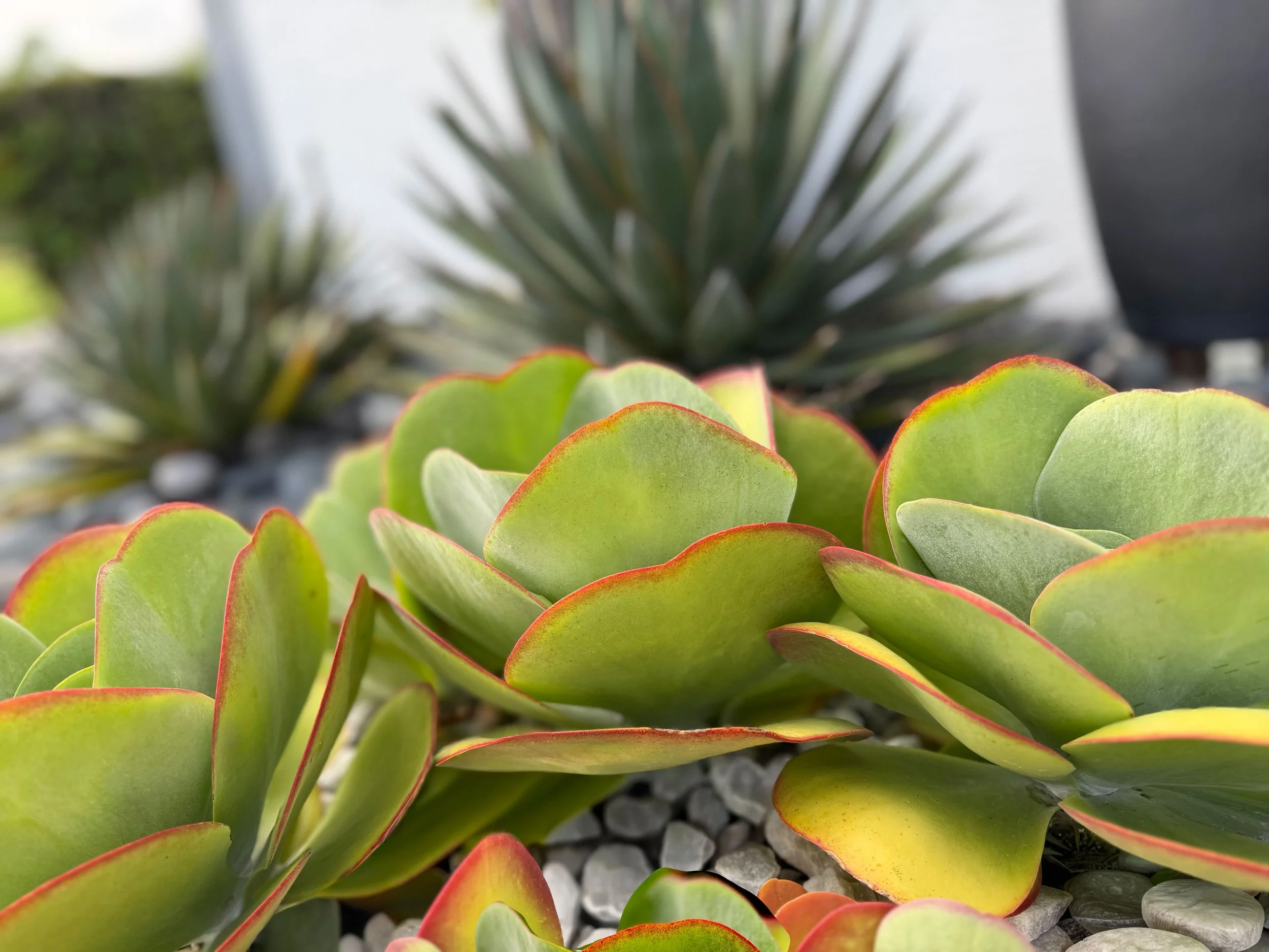 Close-up of green succulent plant with red edges, with another succulent blurred in the background.
