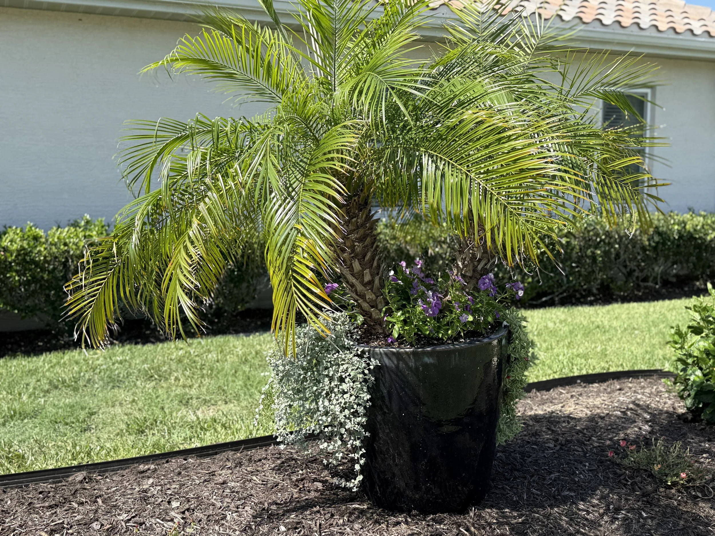 Clients favorite tree in a beautiful planter as a focal point in her side garden.  Simply easy. 
