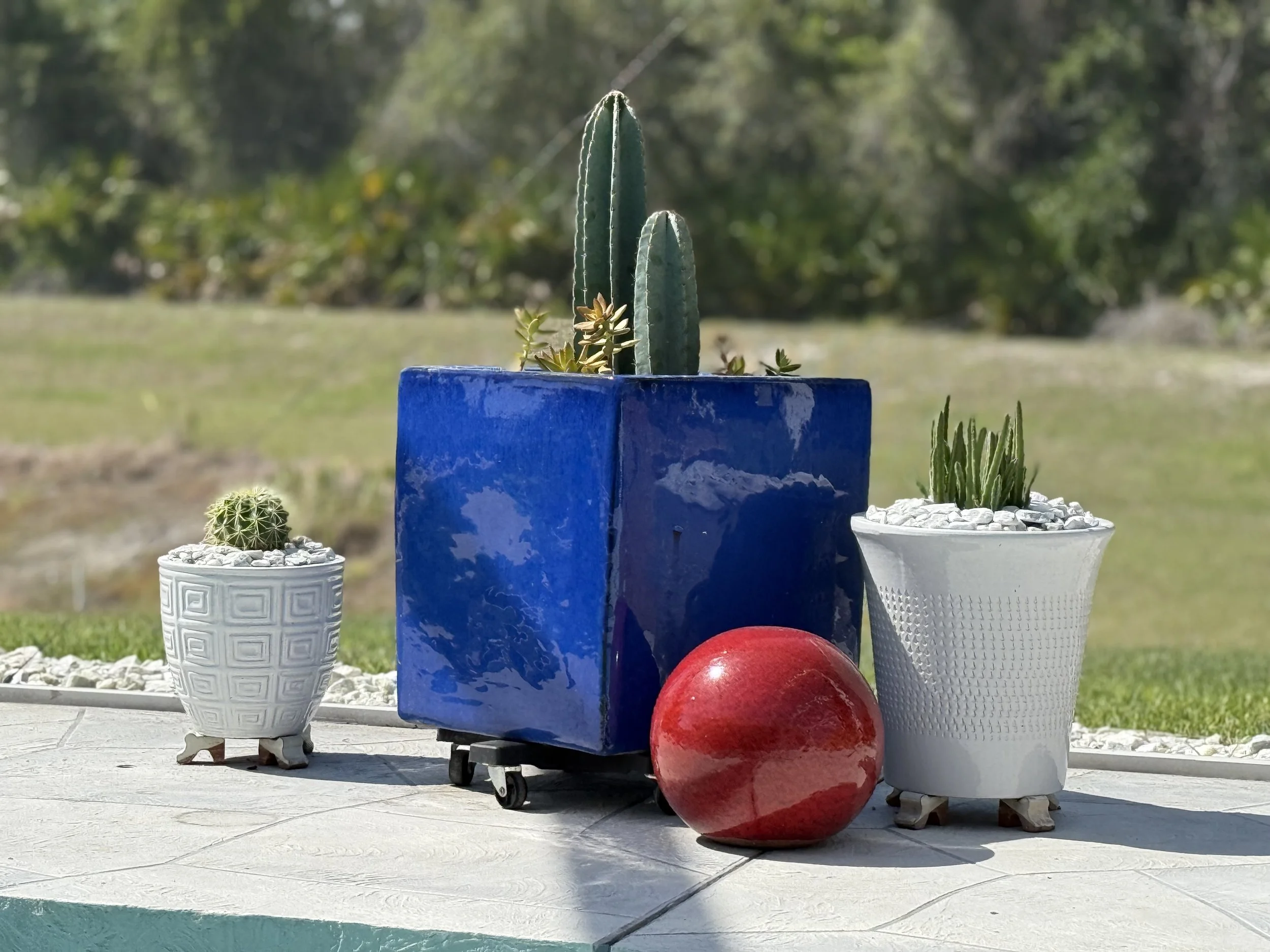 young grouping of beautifully planted succulents and cacti 