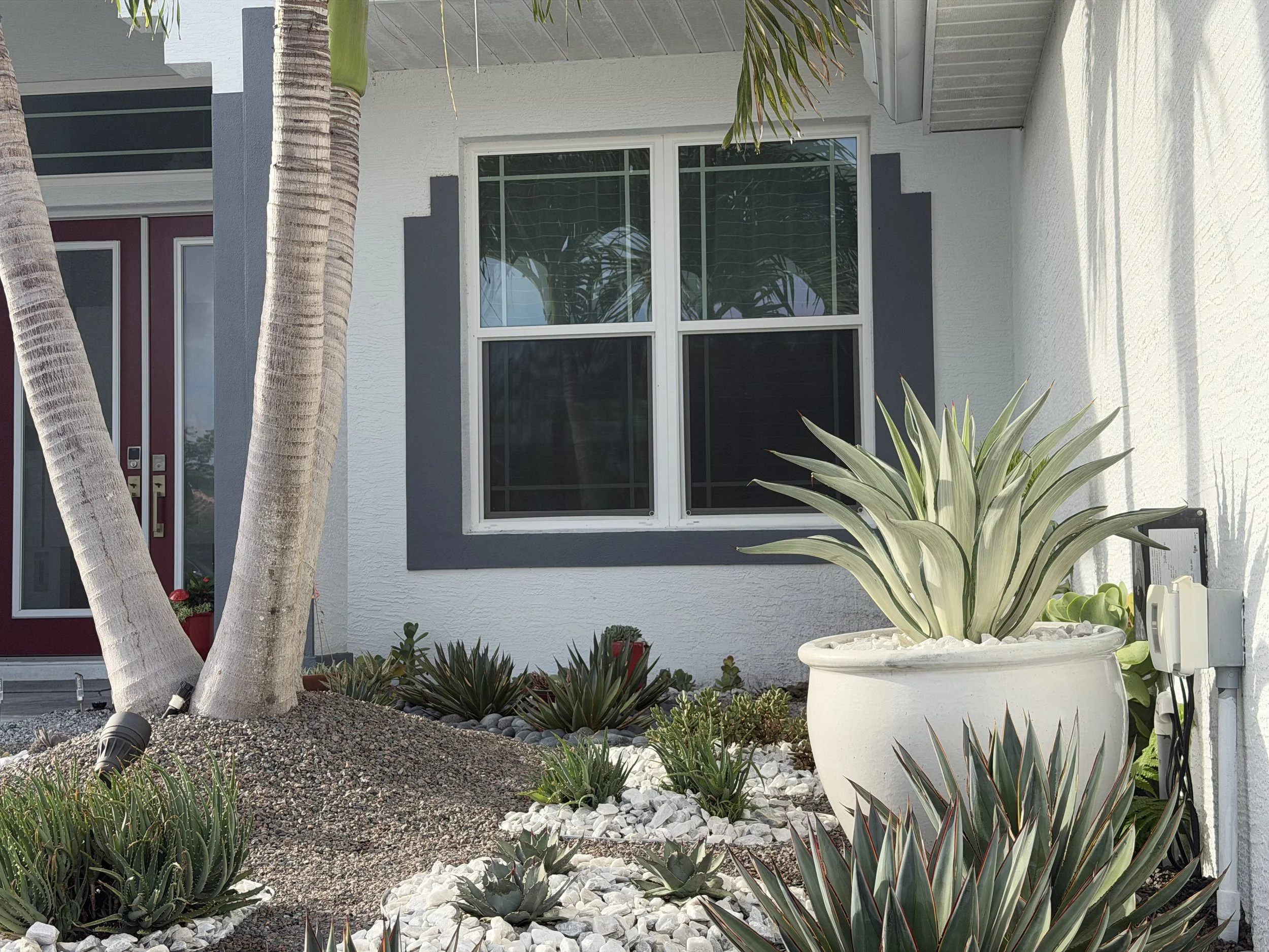 A close-up view of the front yard of a house, featuring two large palm trees, various succulents, and a decorative white rock garden. The house has a white textured exterior with a large window and a maroon-colored front door.