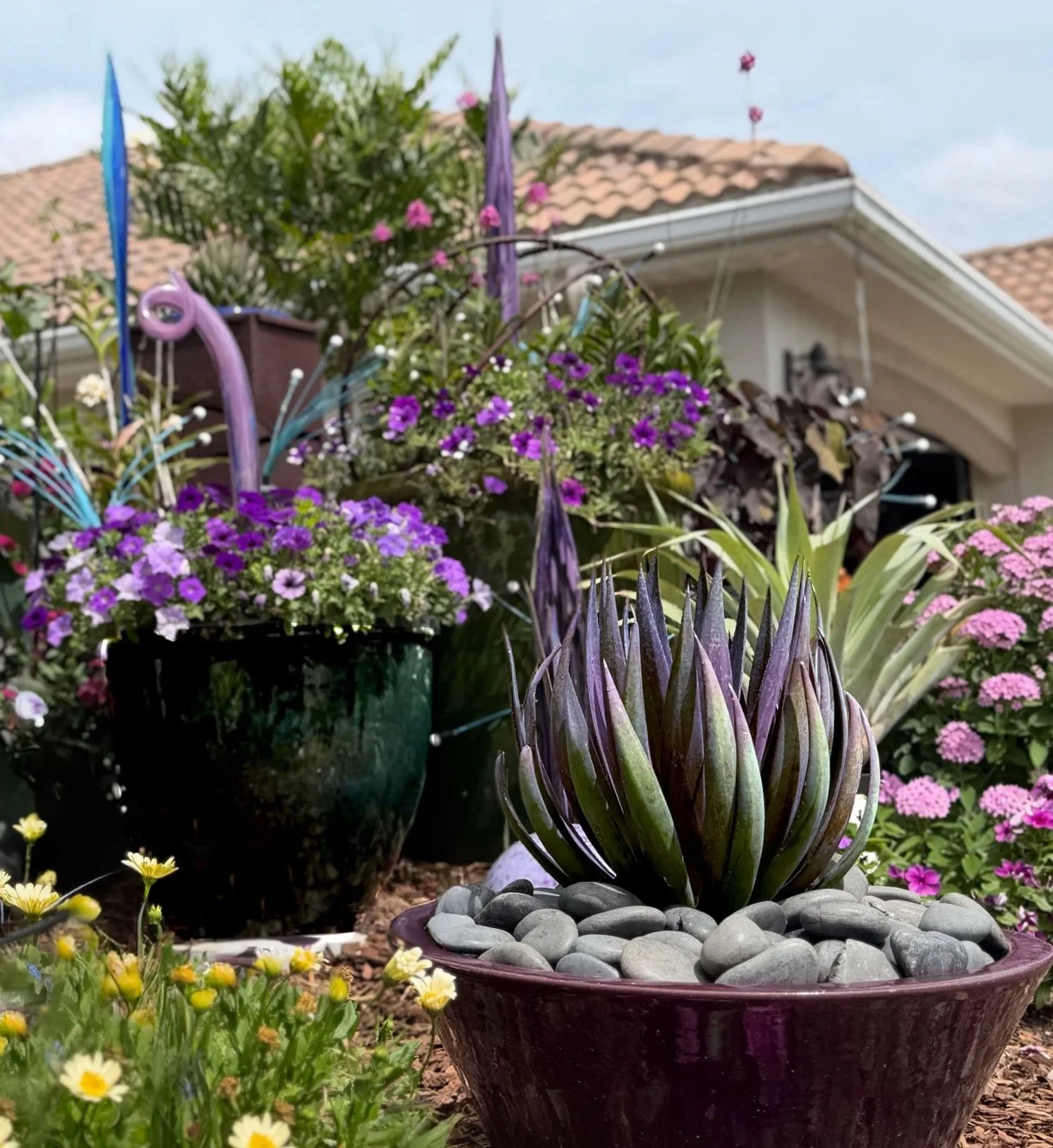 Potted succulent and purple flowering plants in a garden with a house in the background.