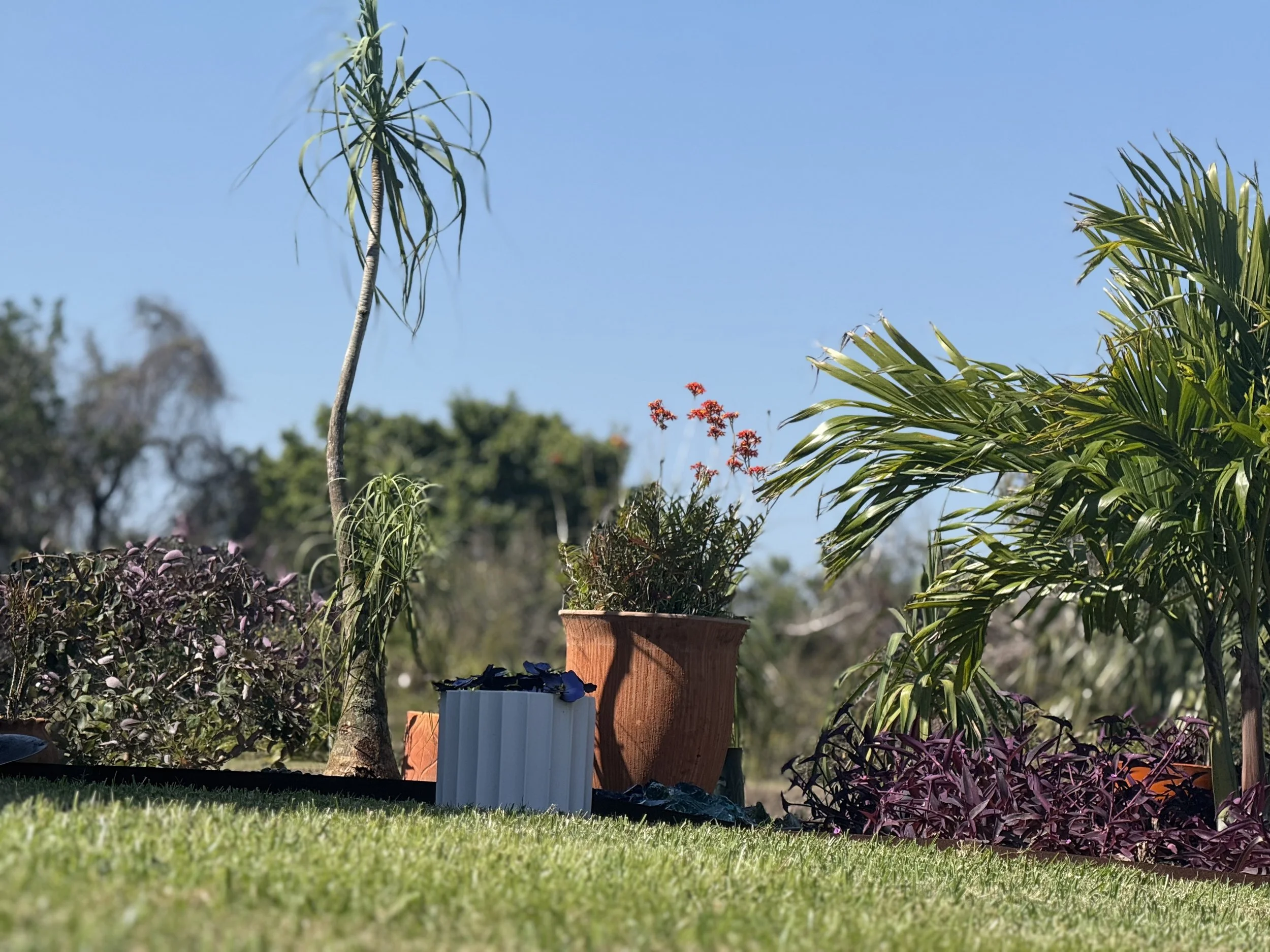 This ponytail palm reminds me of groot in the way its leaning. 