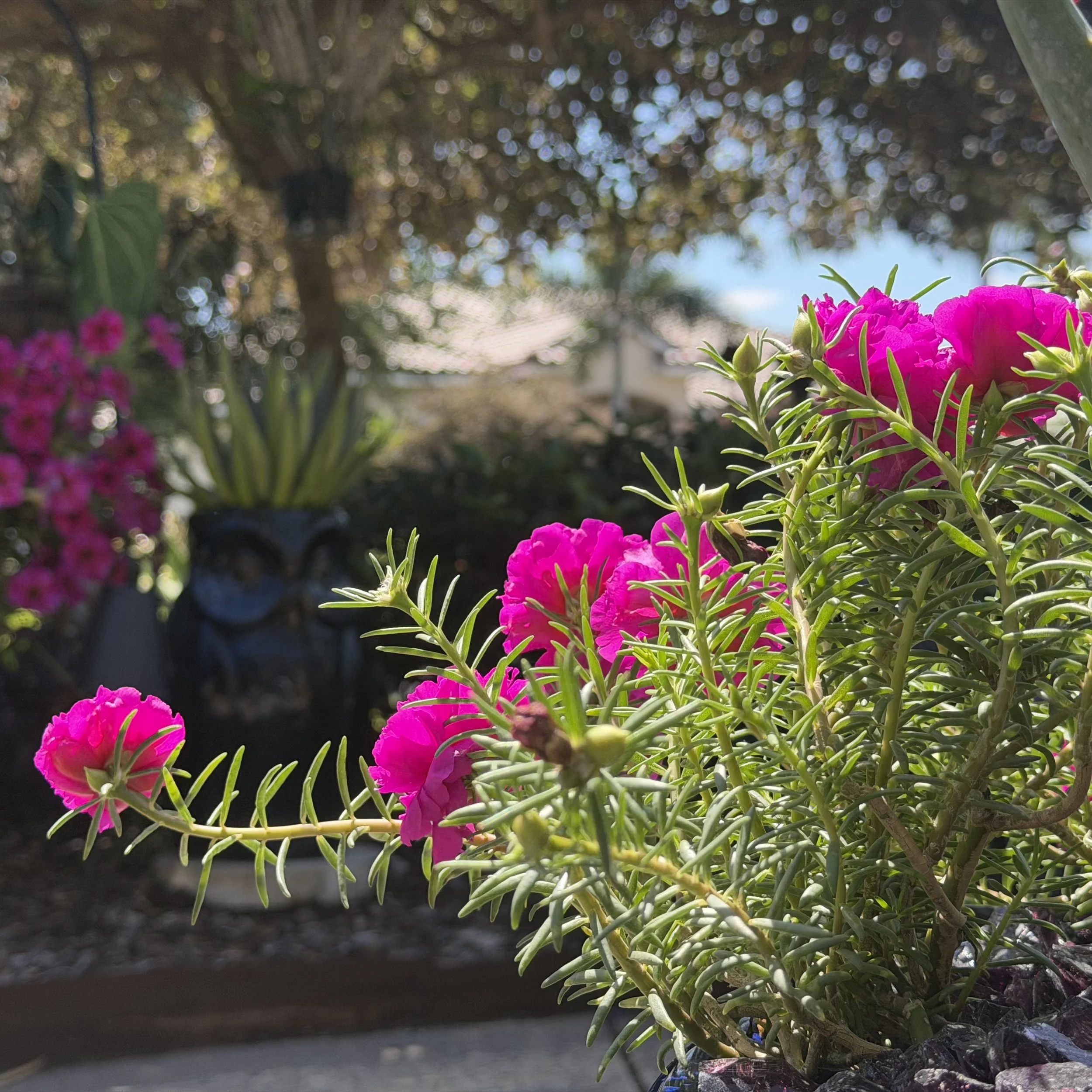 Bright pink flowers with green leaves in a garden, with a blurry background of trees and a sunny sky.
