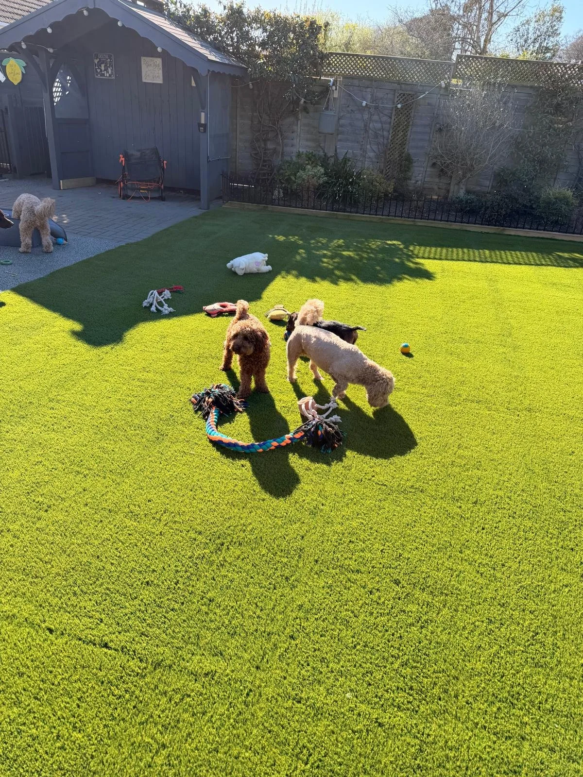 Four dogs playing in a backyard with toys on the grass, a small shed, and a fence.