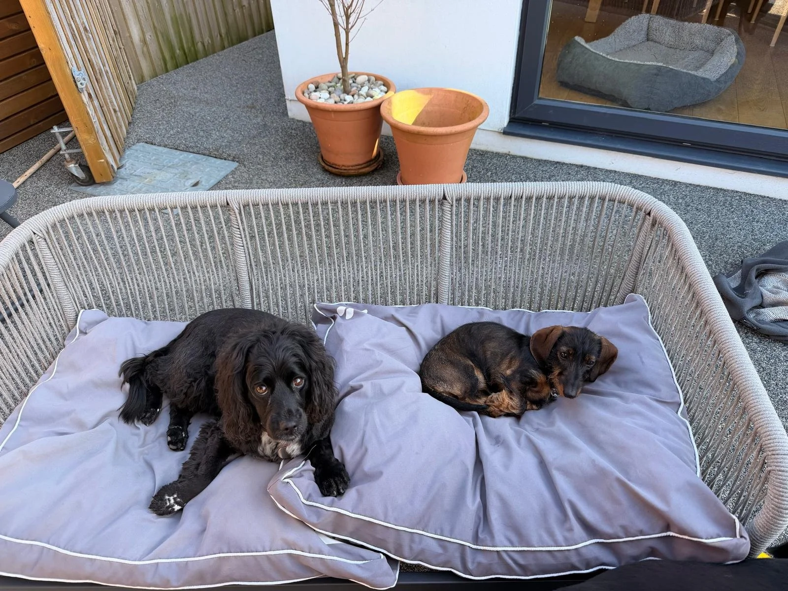 Two dogs resting on an outdoor cushioned pet bed on a patio. One is a black dog with long ears, the other is a smaller, brown and black dog curled up beside it.