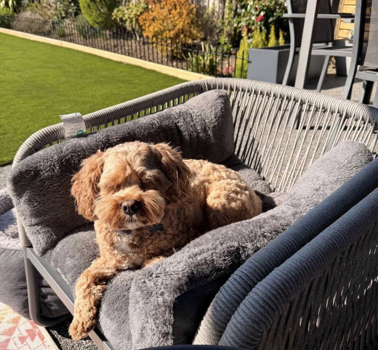 A brown curly-haired dog lying on a gray plush blanket in a wicker outdoor pet bed on a patio.