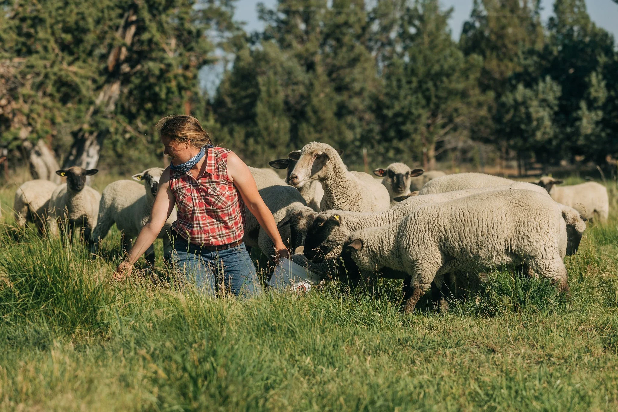 A woman wearing a plaid shirt and a bandana around her neck herds sheep in a green field with tall grass, trees, and a blue sky in the background.