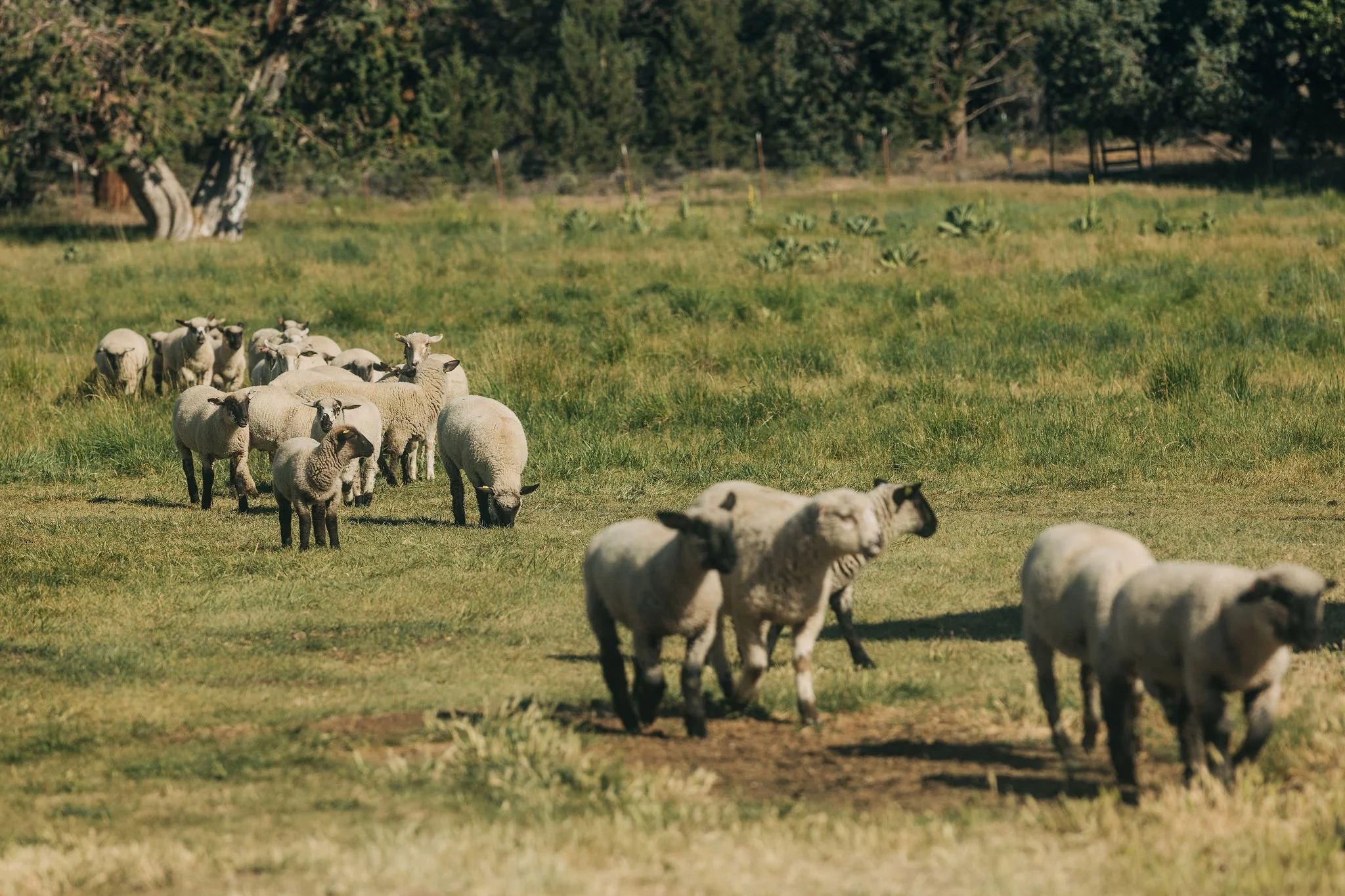 A flock of sheep grazing on a grassy field with trees in the background.