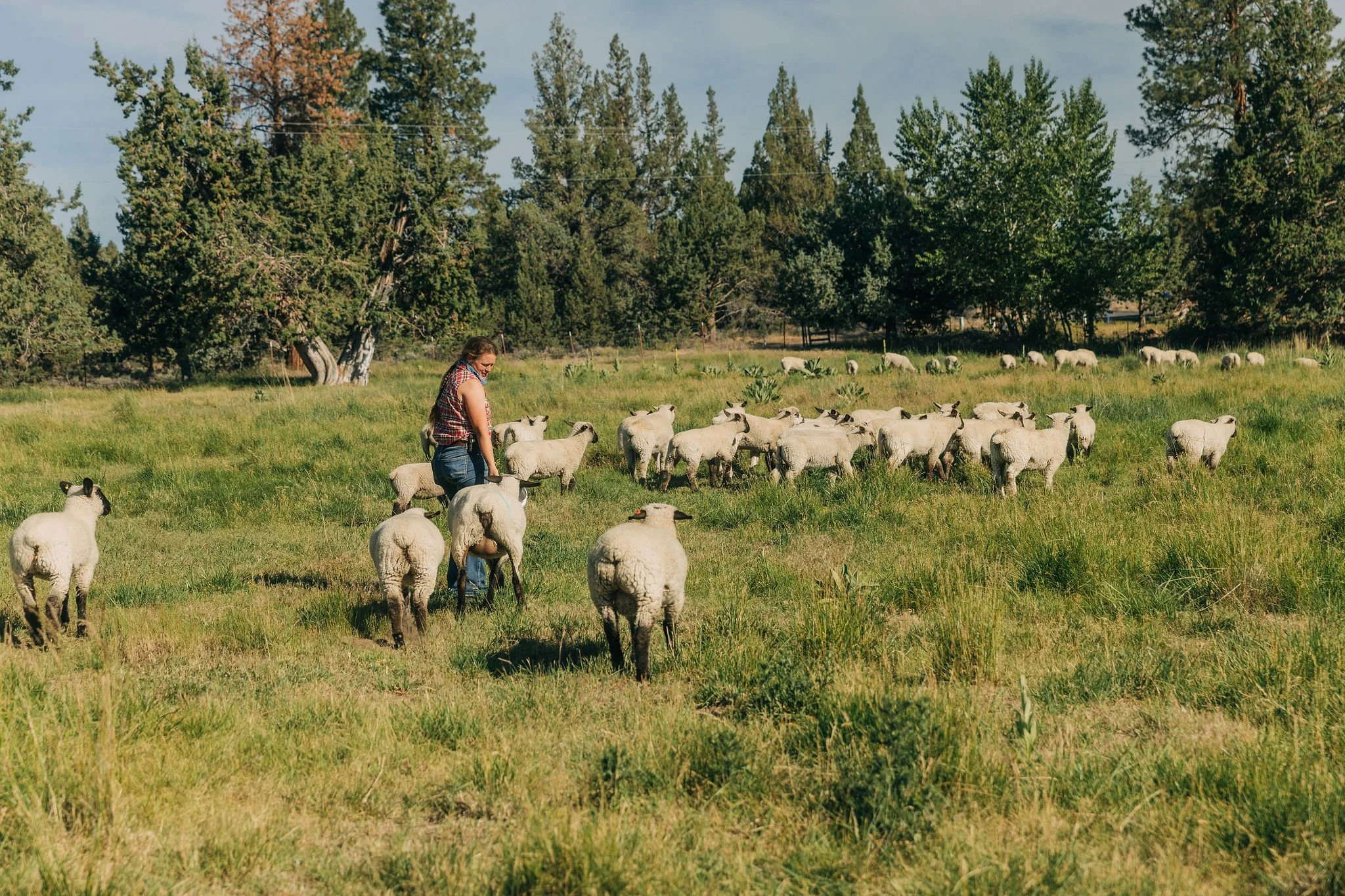 A person tending to a flock of sheep in a grassy field surrounded by trees on a sunny day.