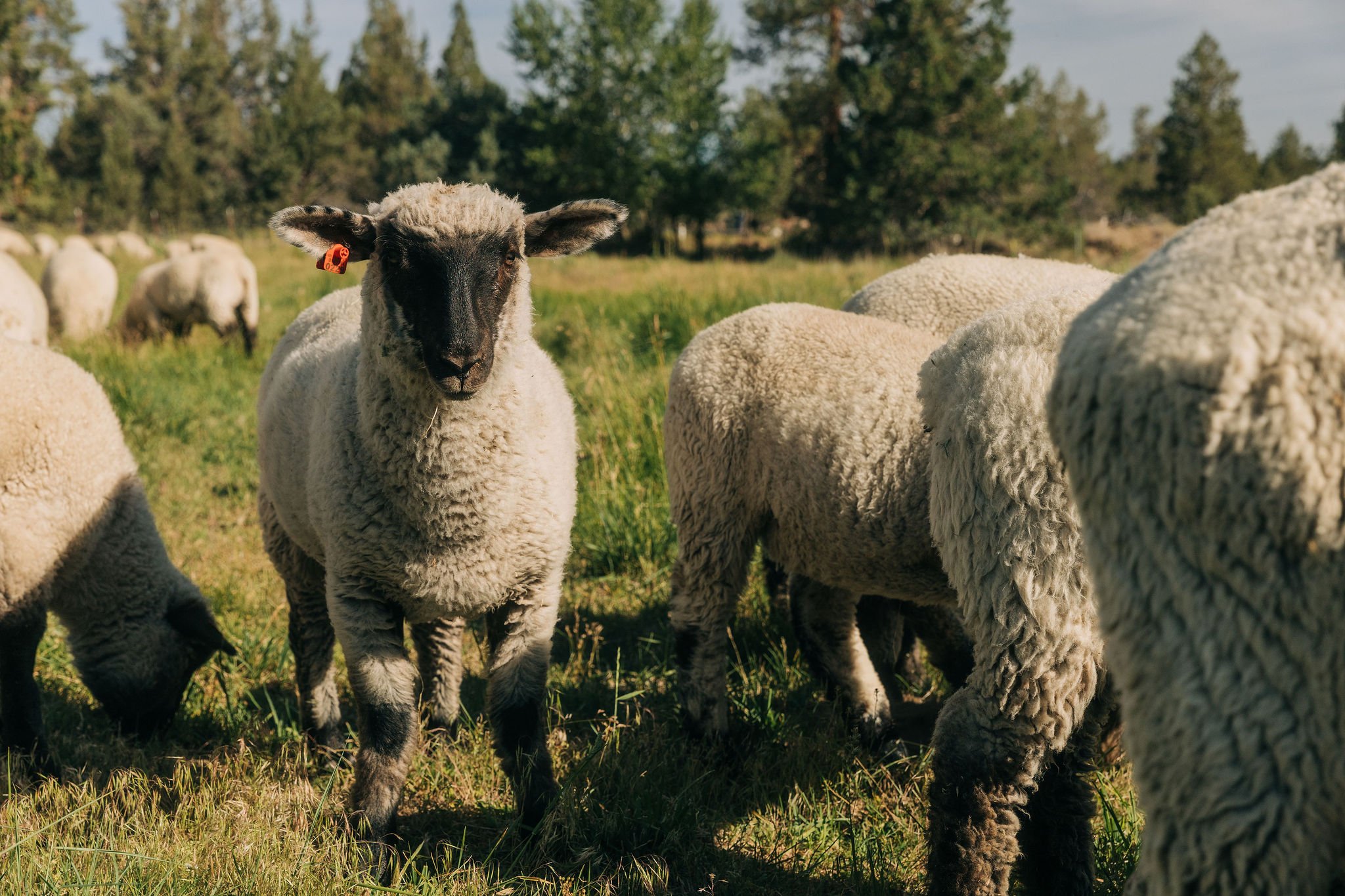 A sheep standing among several other sheep in a grassy field with trees in the background.