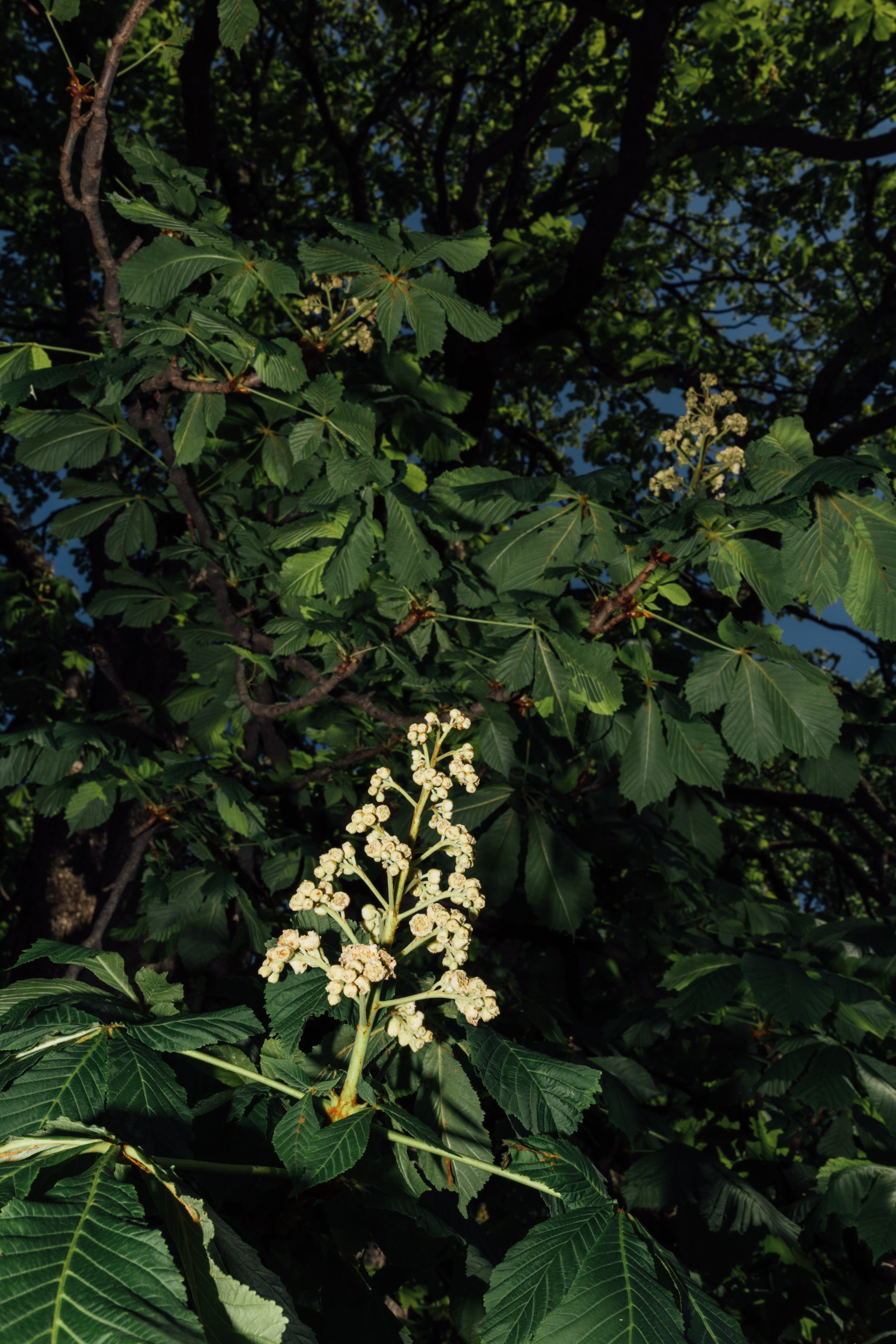 4I9A6696.jpg