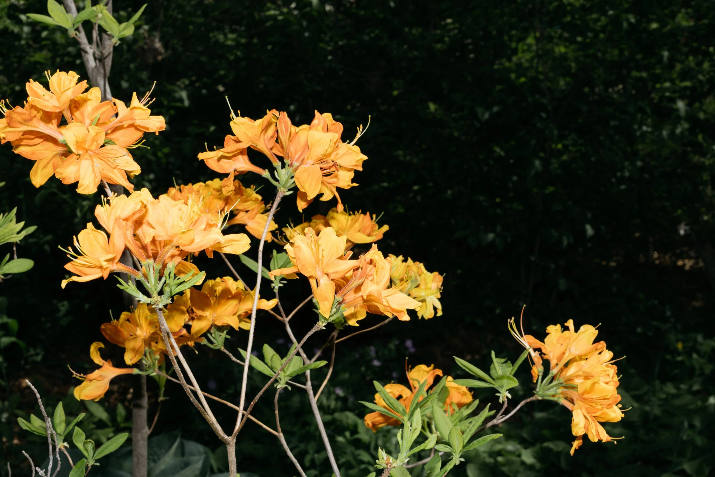 4I9A6606.jpg