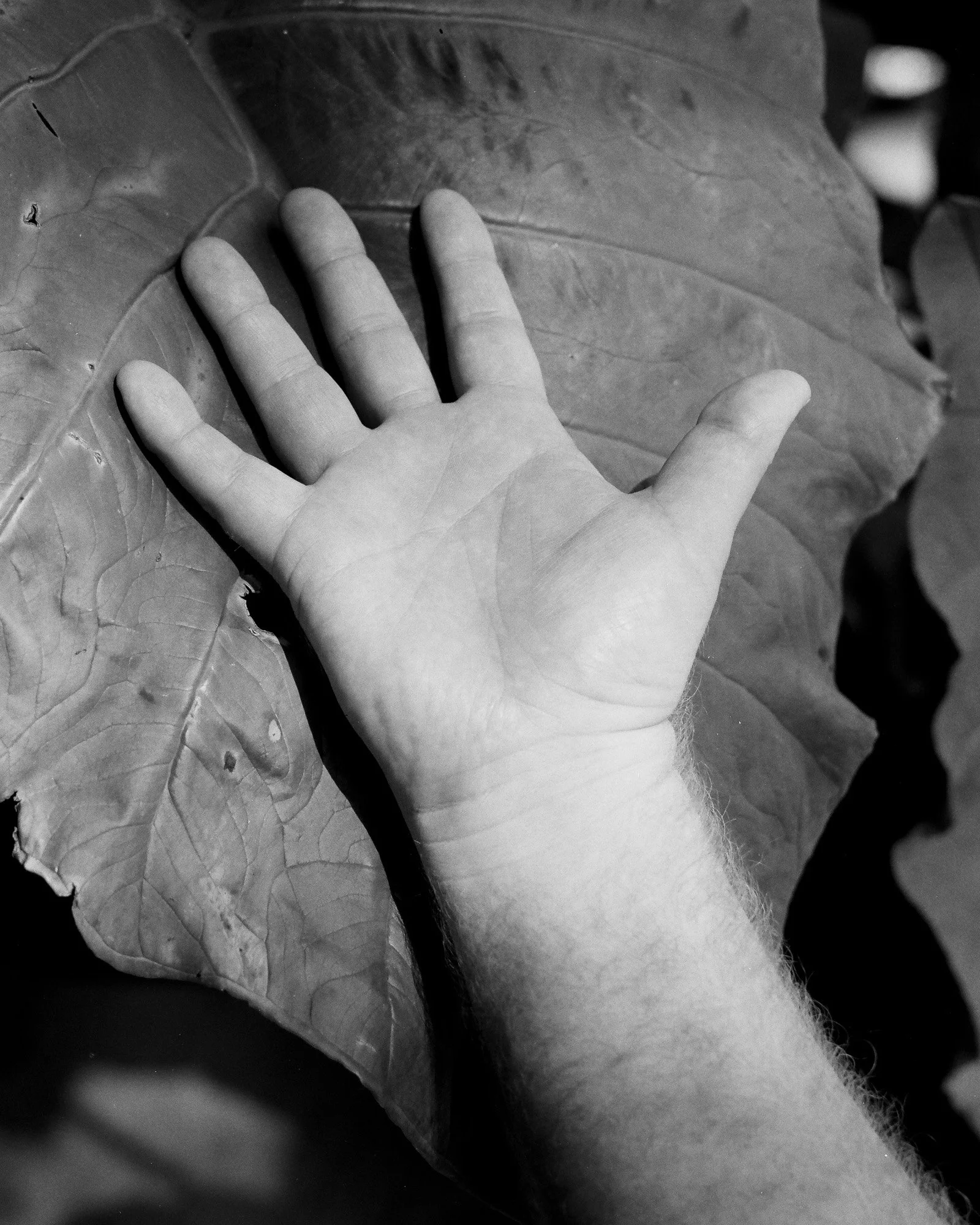 A person's hand resting on a large leaf, in black and white.
