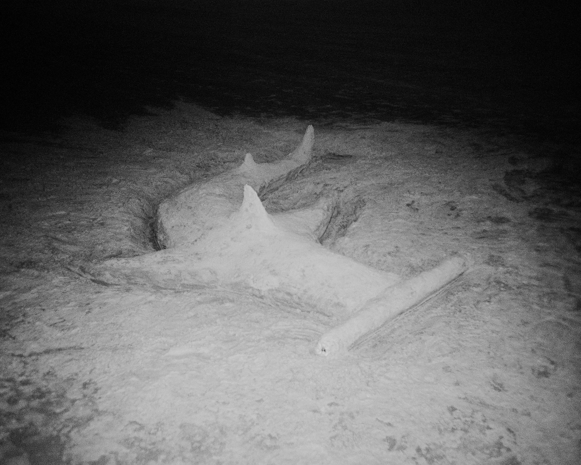 A deceased shark lying on the beach at night, with its body partially buried in sand, captured in black and white.