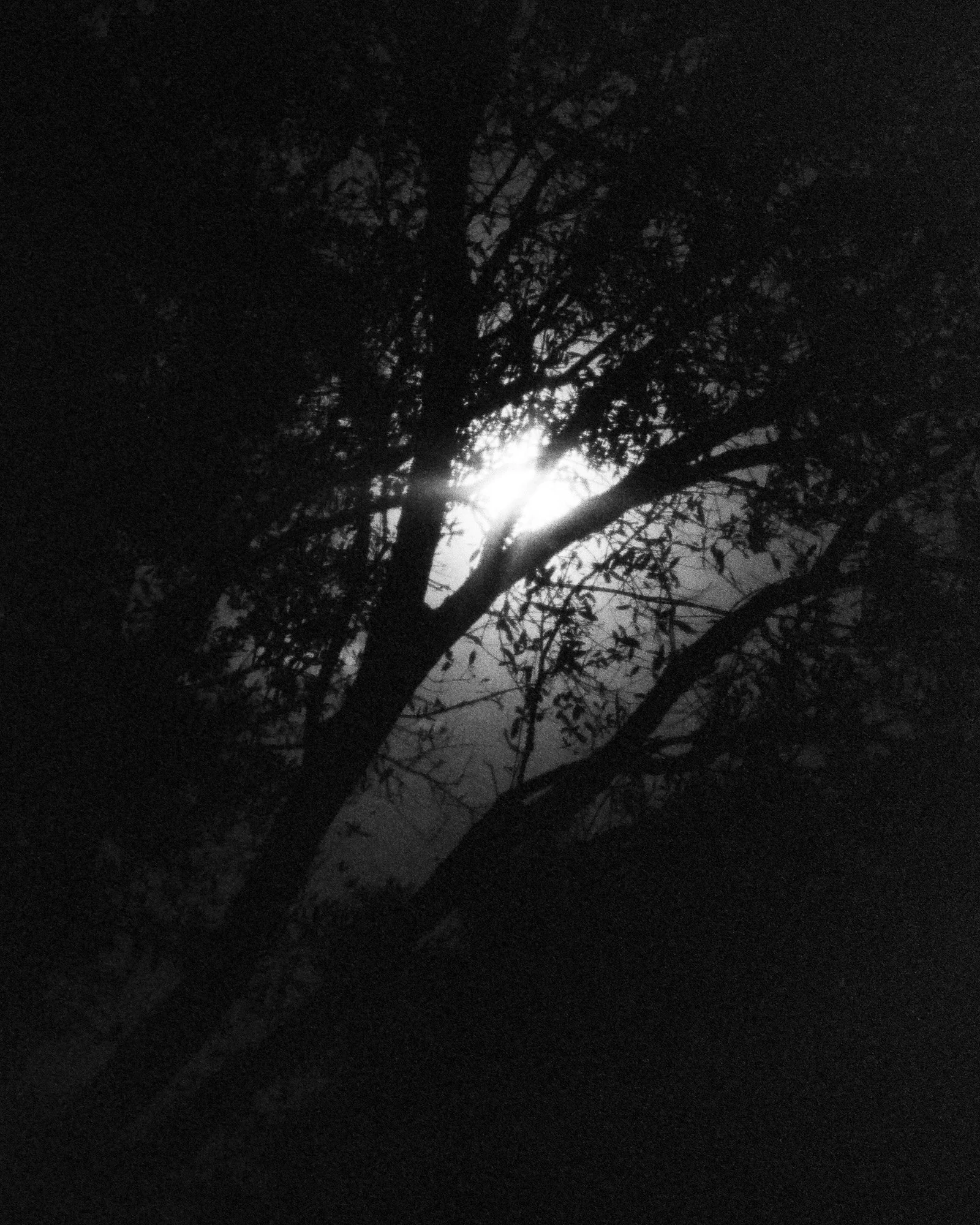 Nighttime scene of a tree with the moon shining through its branches and leaves.