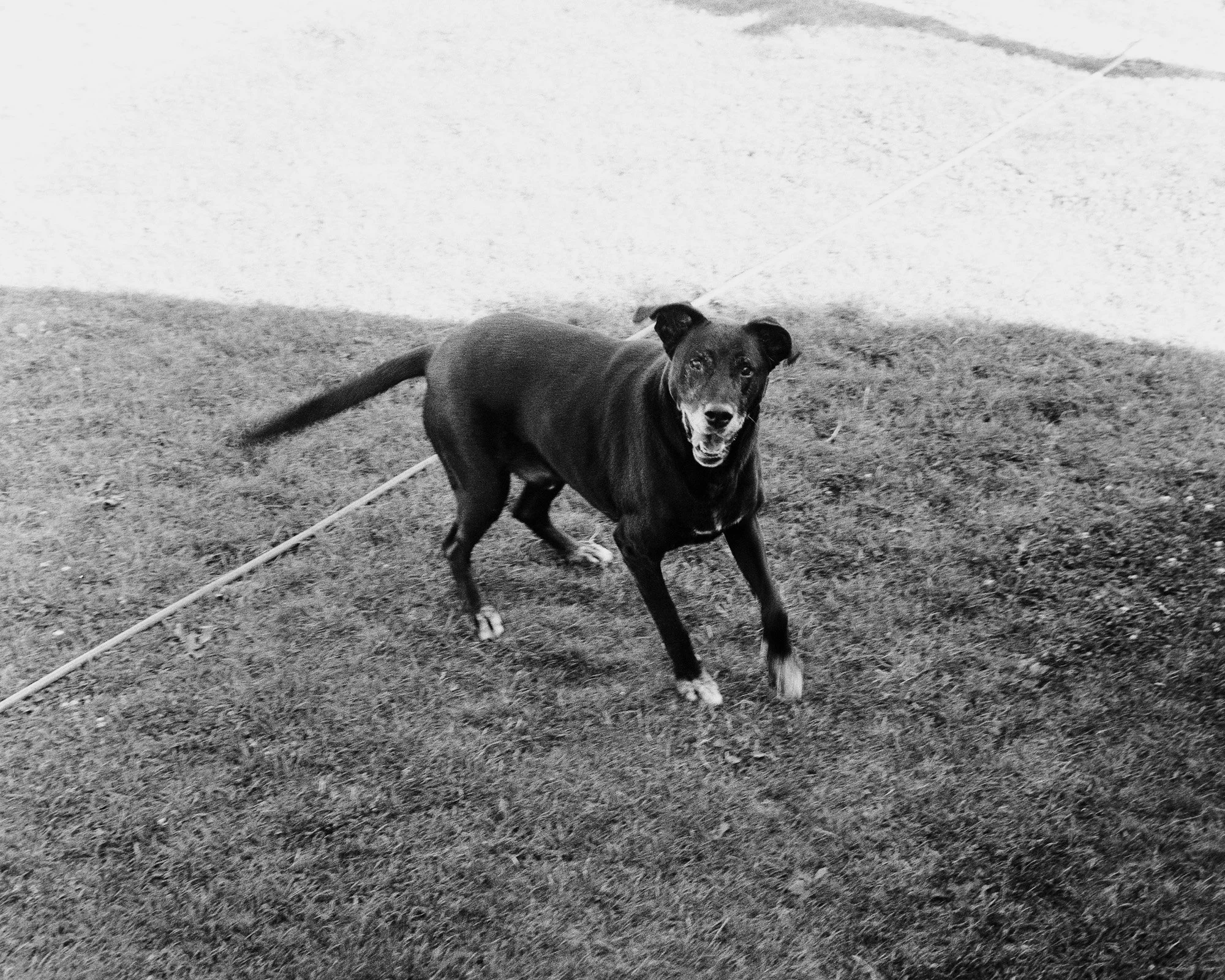 A black dog with a white patch on its chest standing on grass, looking up at the camera with a happy expression.