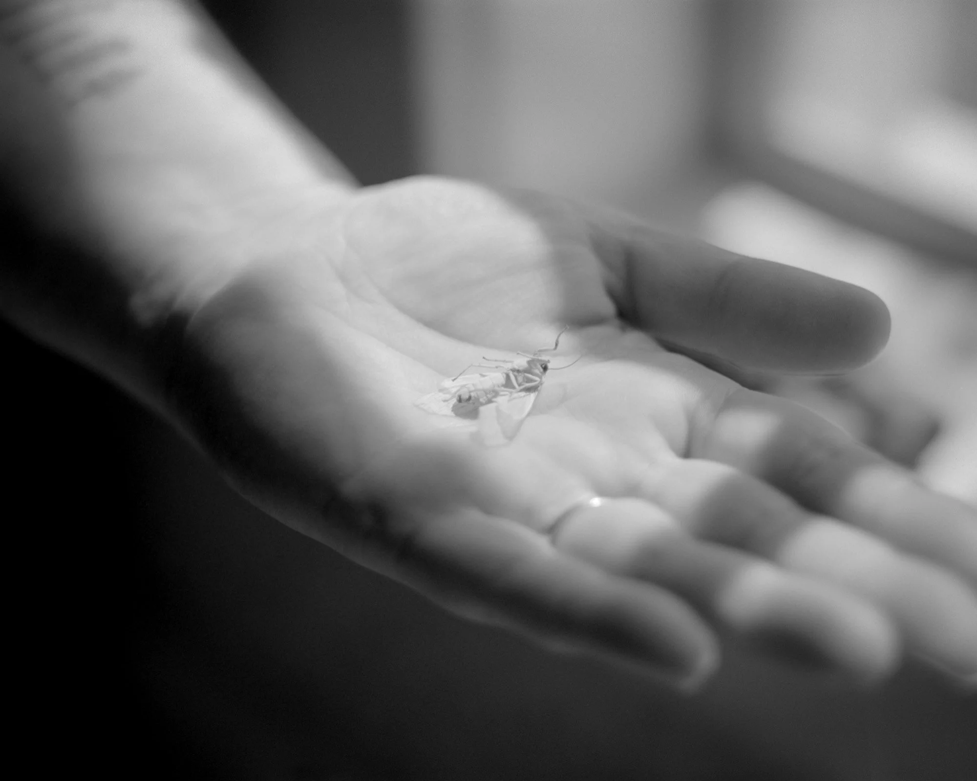 A close-up of a human hand holding a small insect, possibly a praying mantis or similar, in black and white.