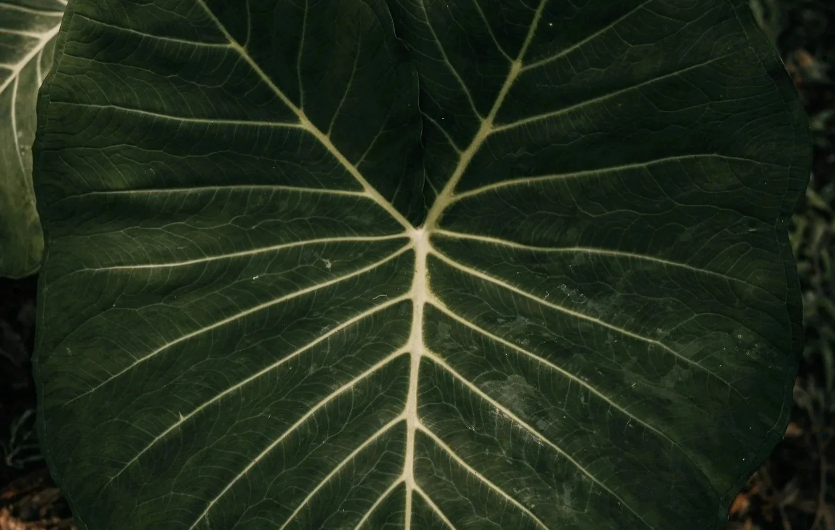 Close-up of a large dark green leaf with prominent light-colored veins.