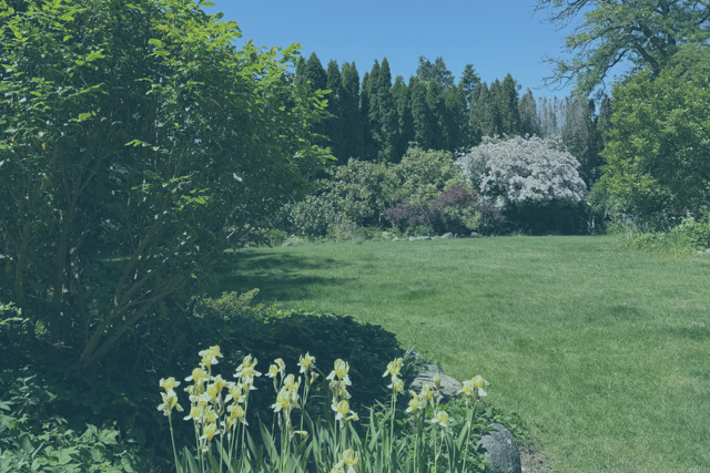 Free summer solstice vinyasa flow