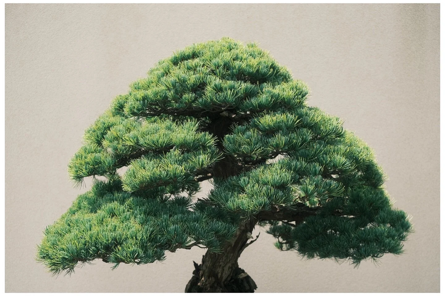 bonsai considerations - bonsai are to trees what Grogu is to any being above 3 feet tall LOL

this doesn&rsquo;t make a lot of sense but something about bonsai just remind me of The Baby!!!

Fujifilm X-T30ii // TTArtisan 23mm F1.8
_

#fujifilm #xt30i