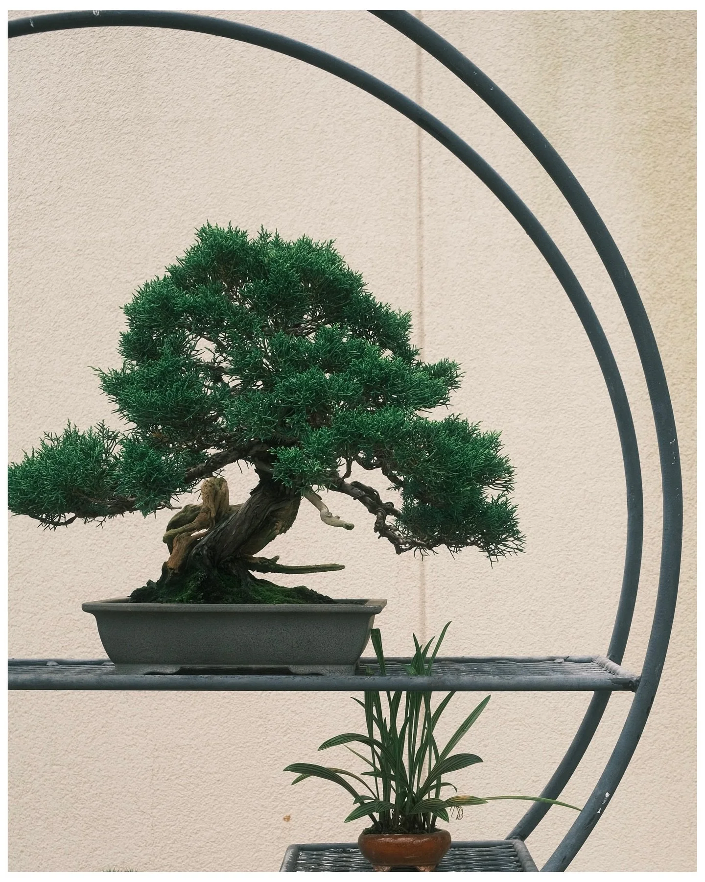 bonsai circles - my favorite shape!

Fujifilm X-T30ii // TTArtisan 23mm F1.8
_

#fujifilm #xt30ii #fujifilmxt30ii #sooc #ttartisan23mmf18 #fuji #fujifeed #fujixseries #fujilove #fujifilmxseries #fujix #fujicolor #fujixclub #fujifilmx #fujifilmphotogr