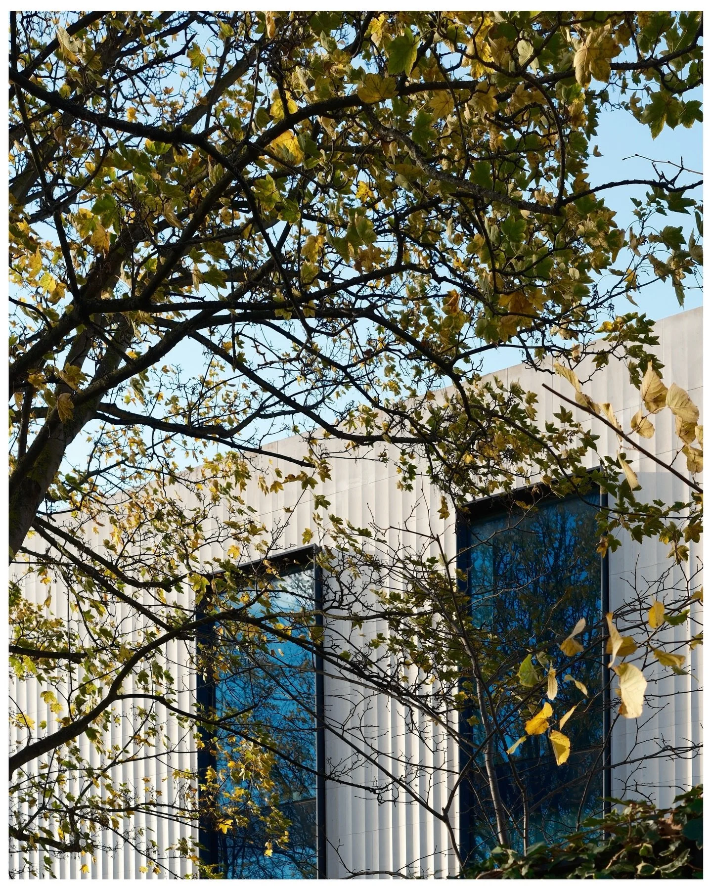 A little sunshine set with no particular theme on this beautiful day 

Fujifilm X-T50 // XF 27mm F2.8
- 
#fujifilm #xt50 #fujifilmxt50 #sooc #xf27mmf28 #fuji #fujifeed #fujixseries #fujilove #fujifilmxseries #fujix #fujicolor #fujixclub #fujifilmx #f