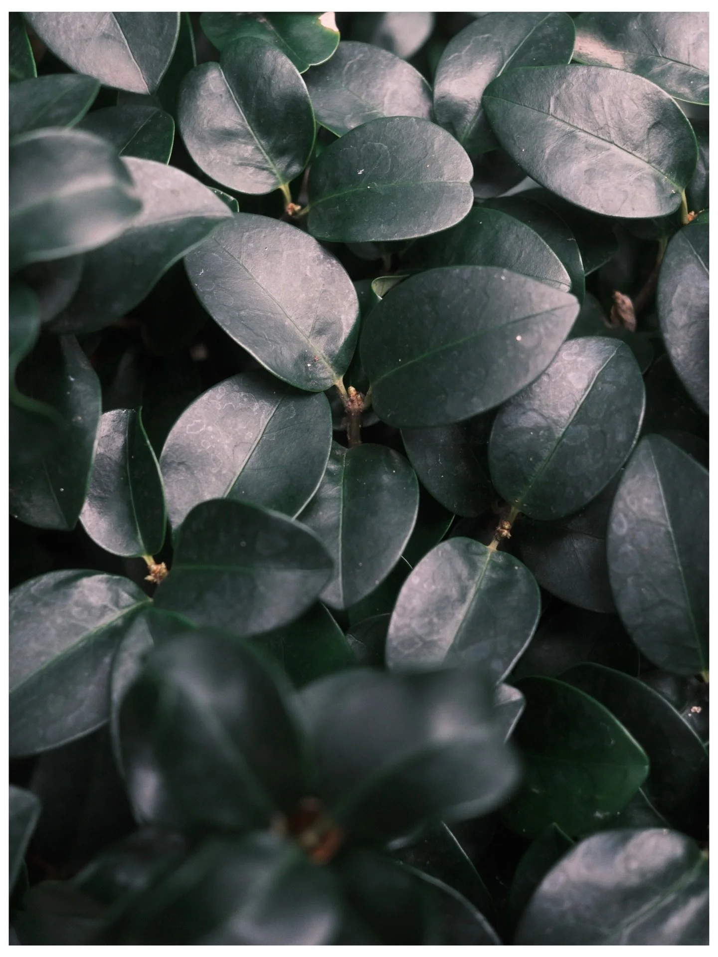 Back to basics with a moody little leaf set 🍃🥬🥦🥗

Fujifilm X-T50 // XF 27mm F2.8

- 

An offering to the a/gorithm: Pictures made with the #Fujifilm X-T50, straight out of camera, using #filmsimulation &amp; #filmrecipe. #urbanphotography of exte