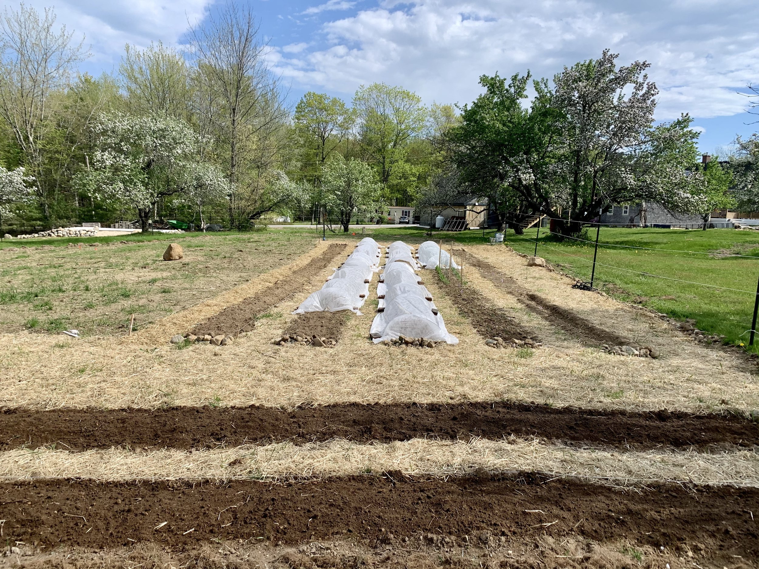 Vegetable Garden Install; pre-planting