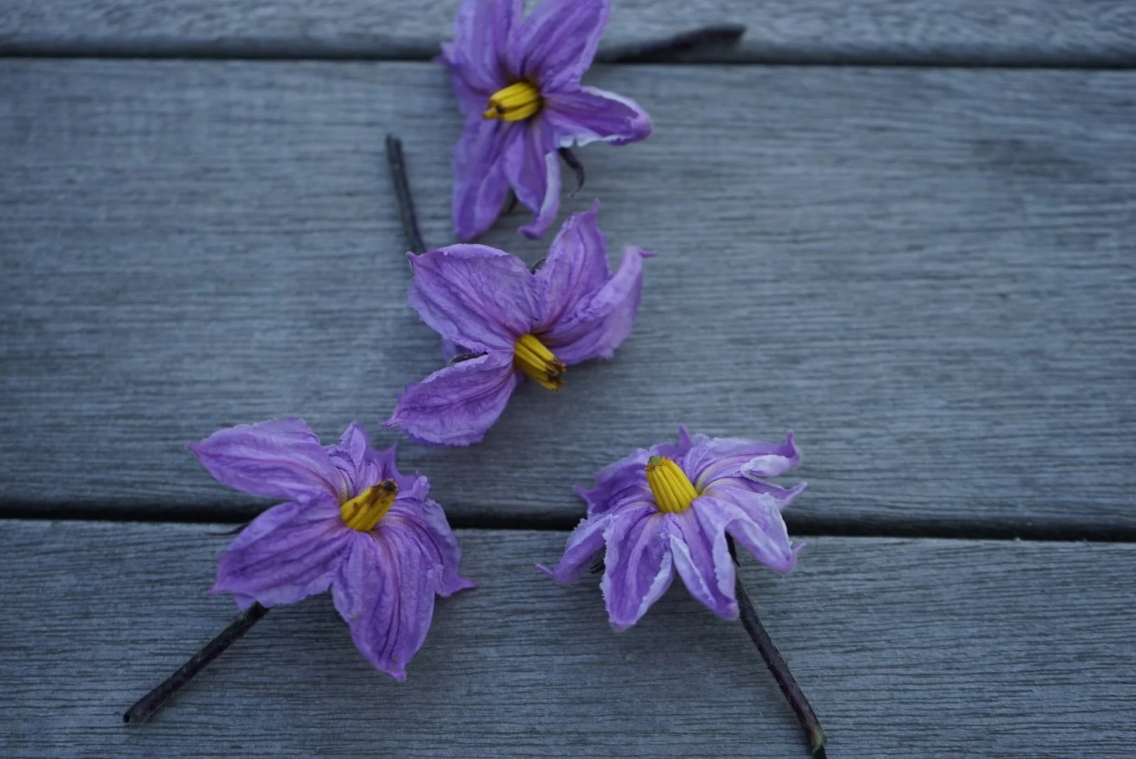 eggplant flowers in cape elizabeth maine