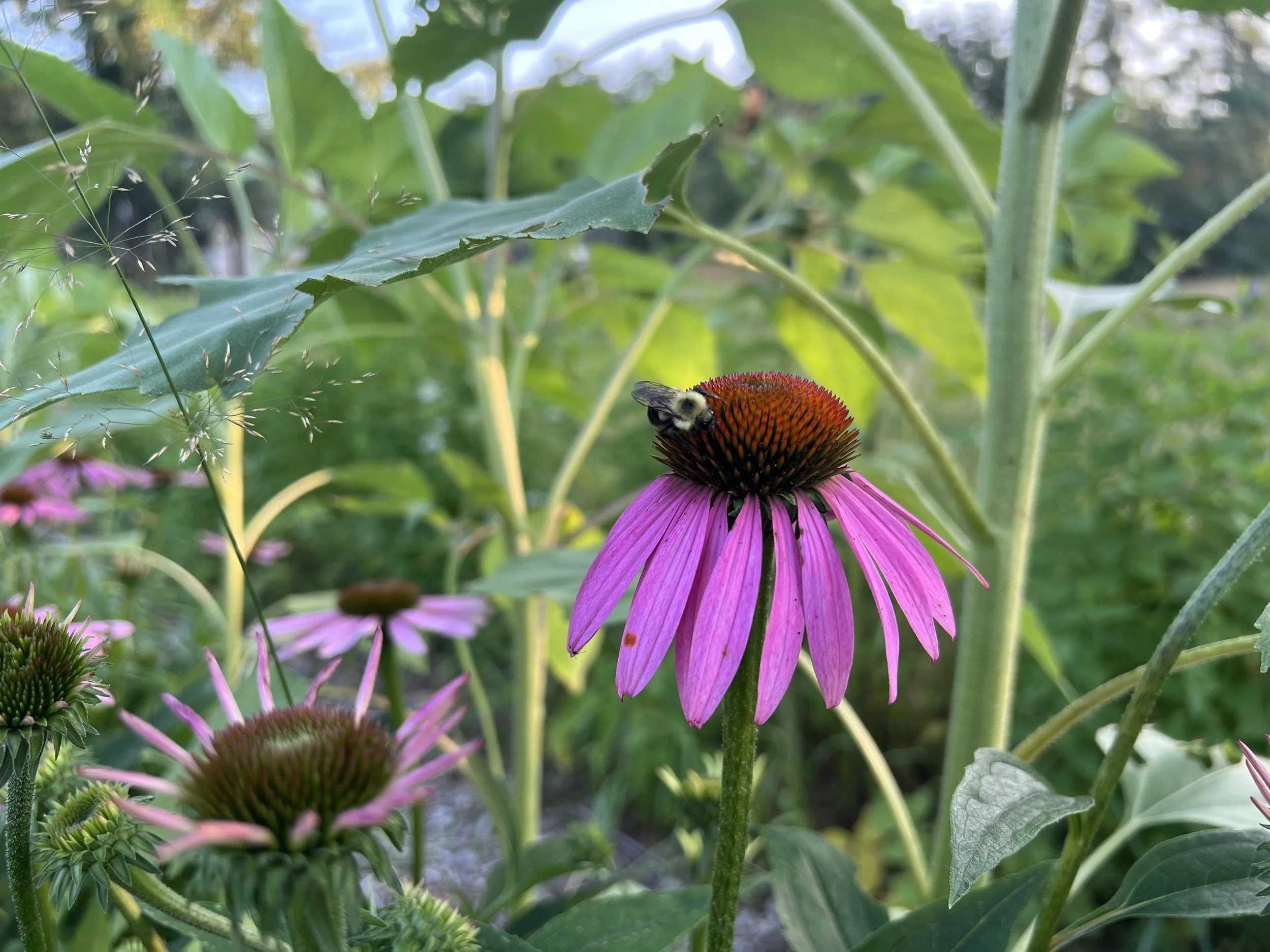 Echinacea plant with Bees