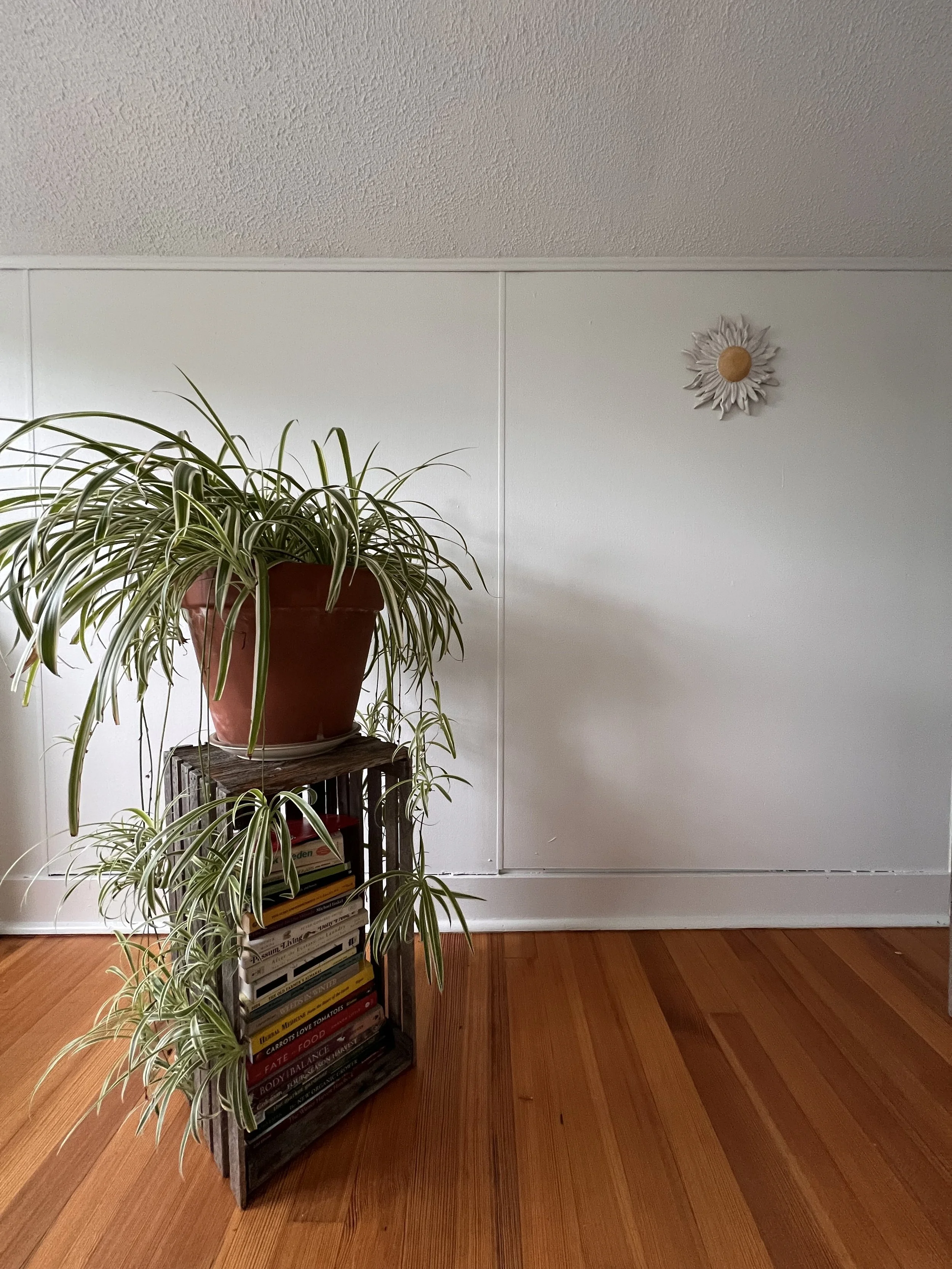 Indoor Plant Care in Coastal Maine