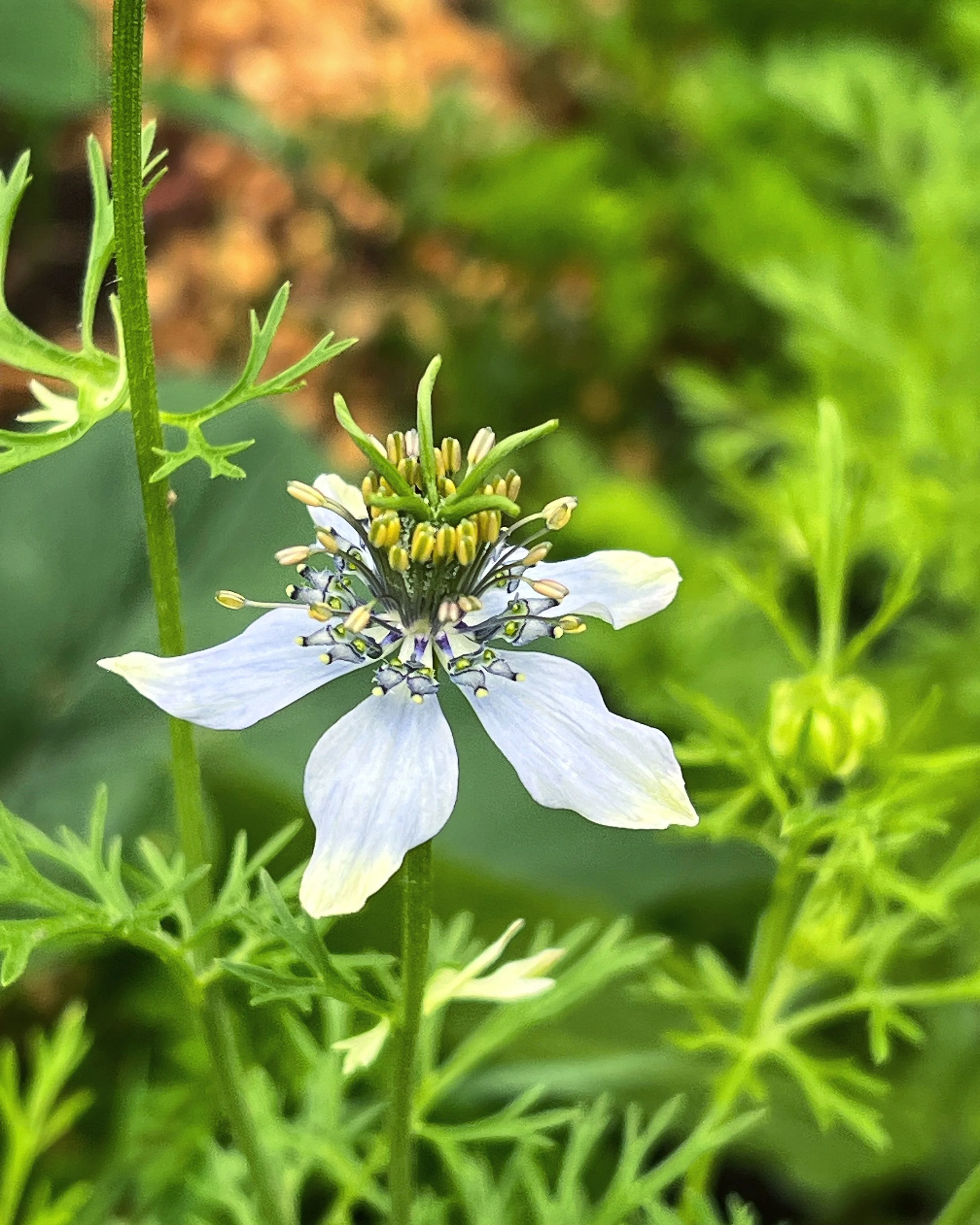 Nigella Flower in Bloom