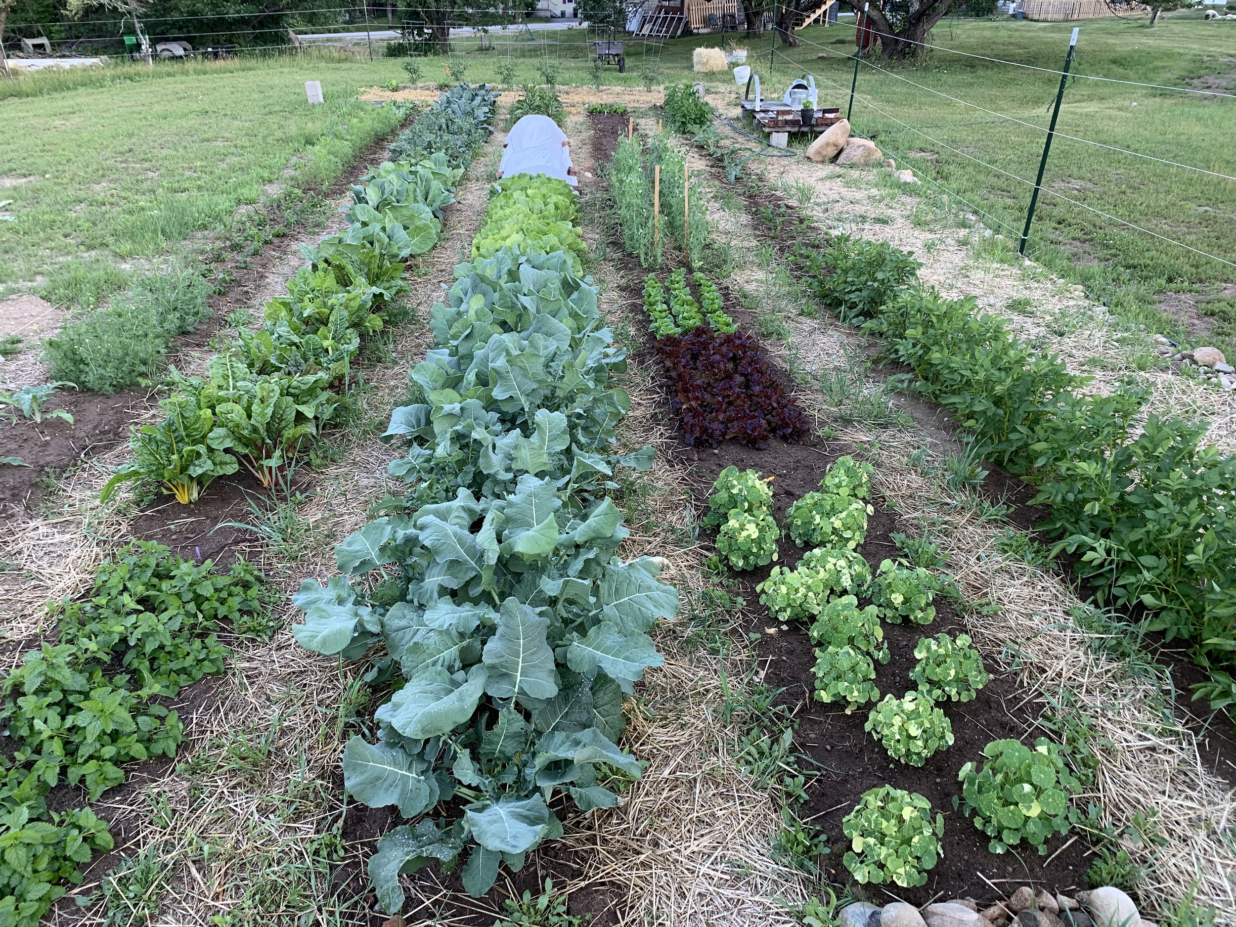 Vegetable Garden Install; after