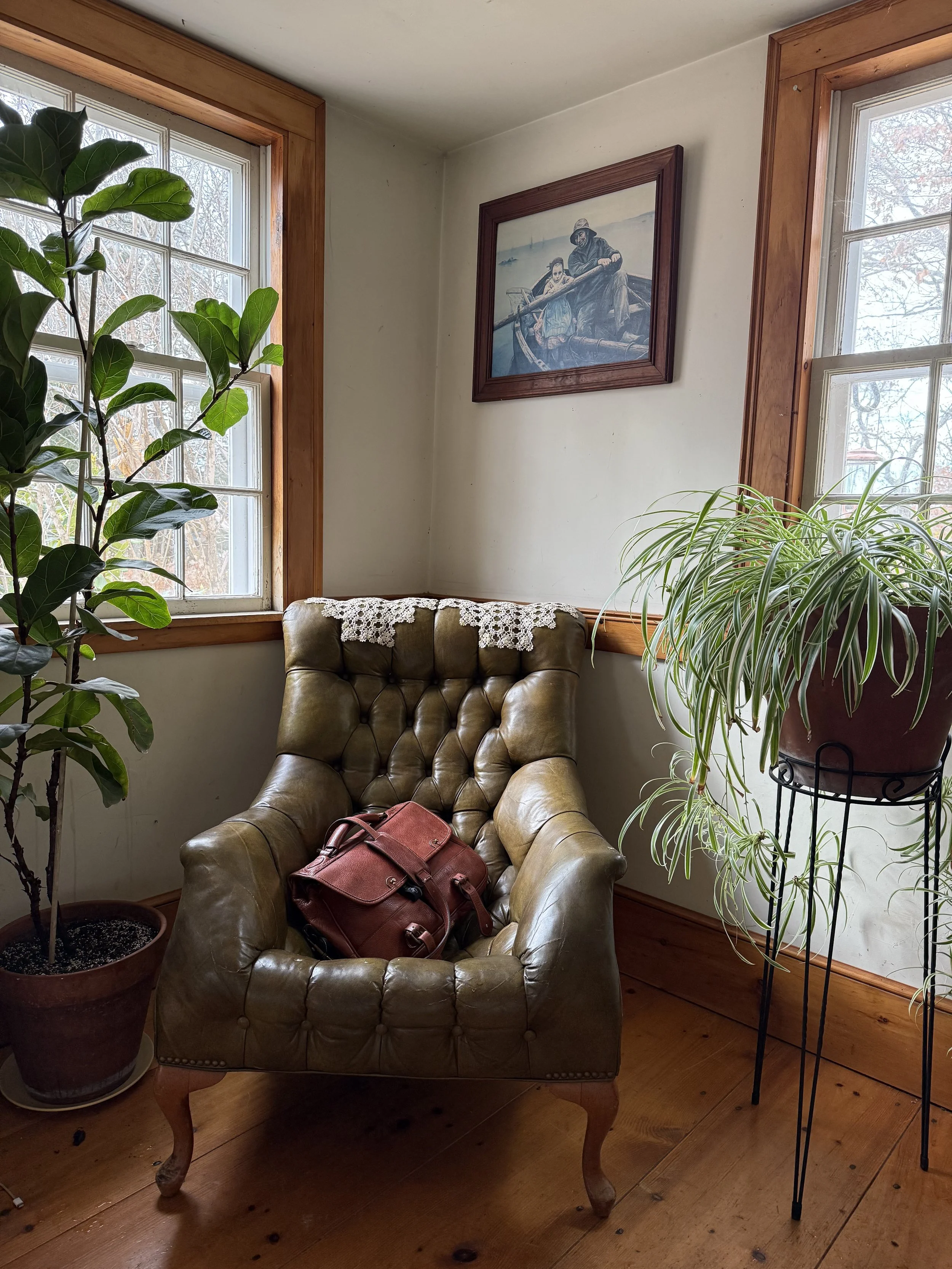 Indoor Plant Care in Coastal Maine