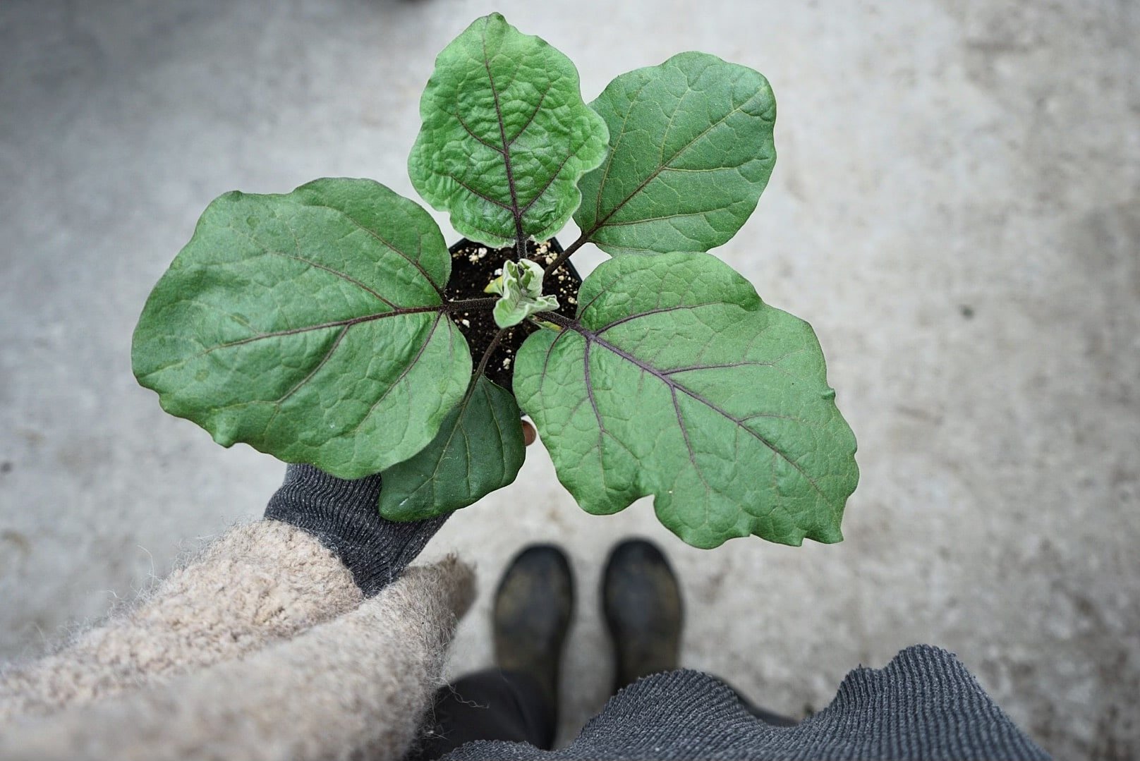 A person holding a small potted plant with large green leaves. The person is wearing a gray sweater, black gloves, black pants, and brown shoes, standing on a concrete surface.