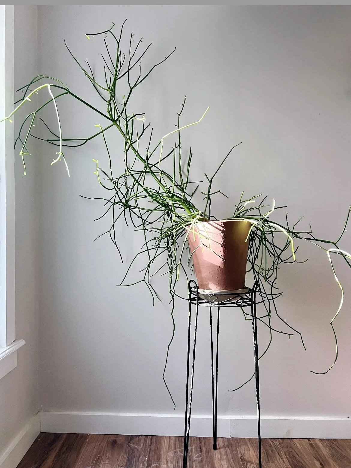 Indoor Plant Care in Coastal Maine