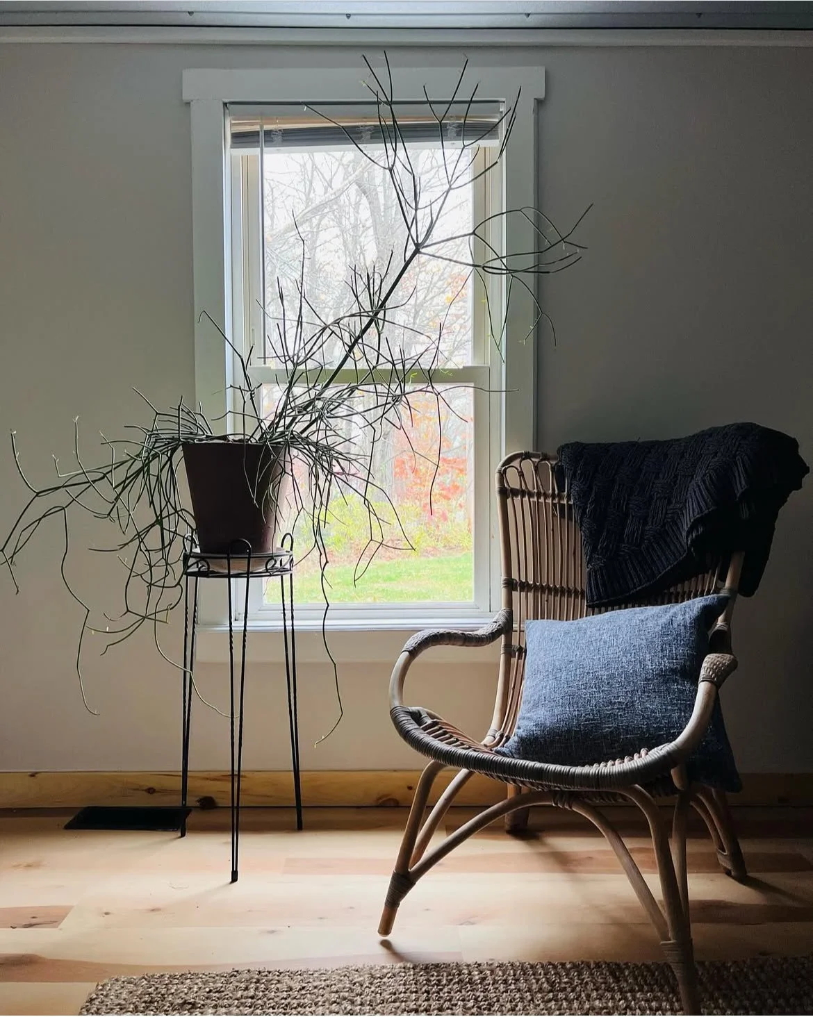 Pencil Cactus plant in the sunshine in coastal maine