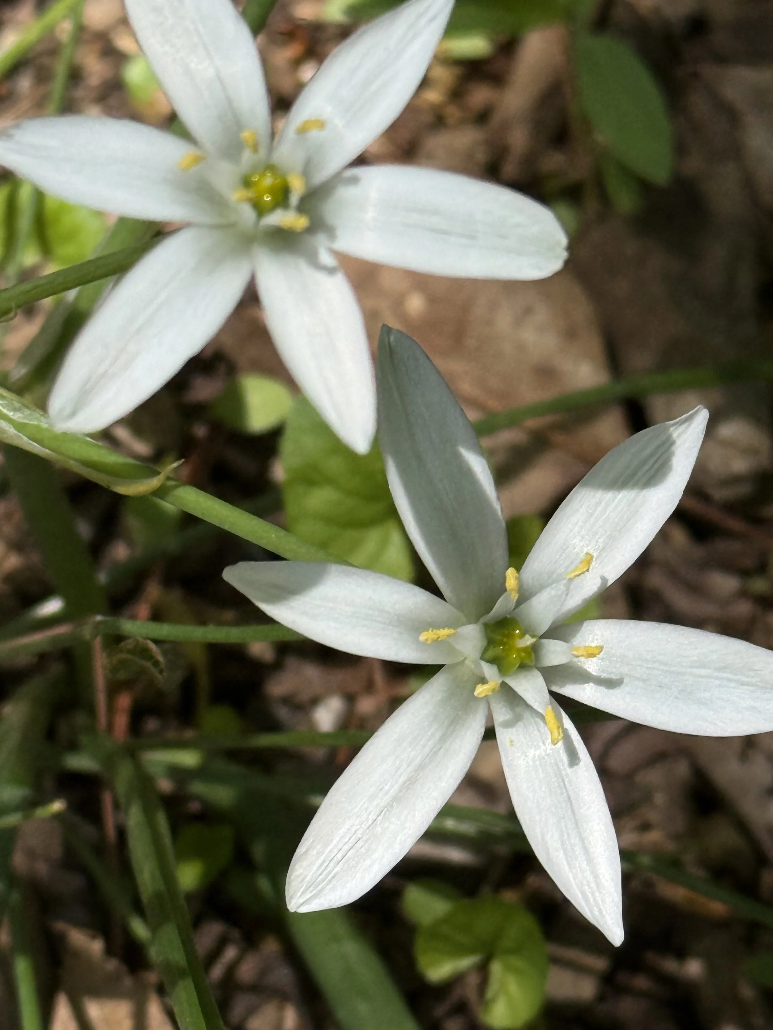 Invasive Star of Bethlehem in Cape Elizabeth, ME