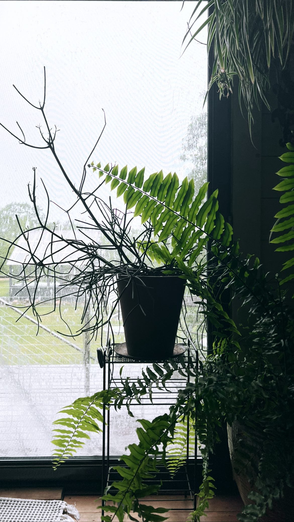 house plants in coastal maine