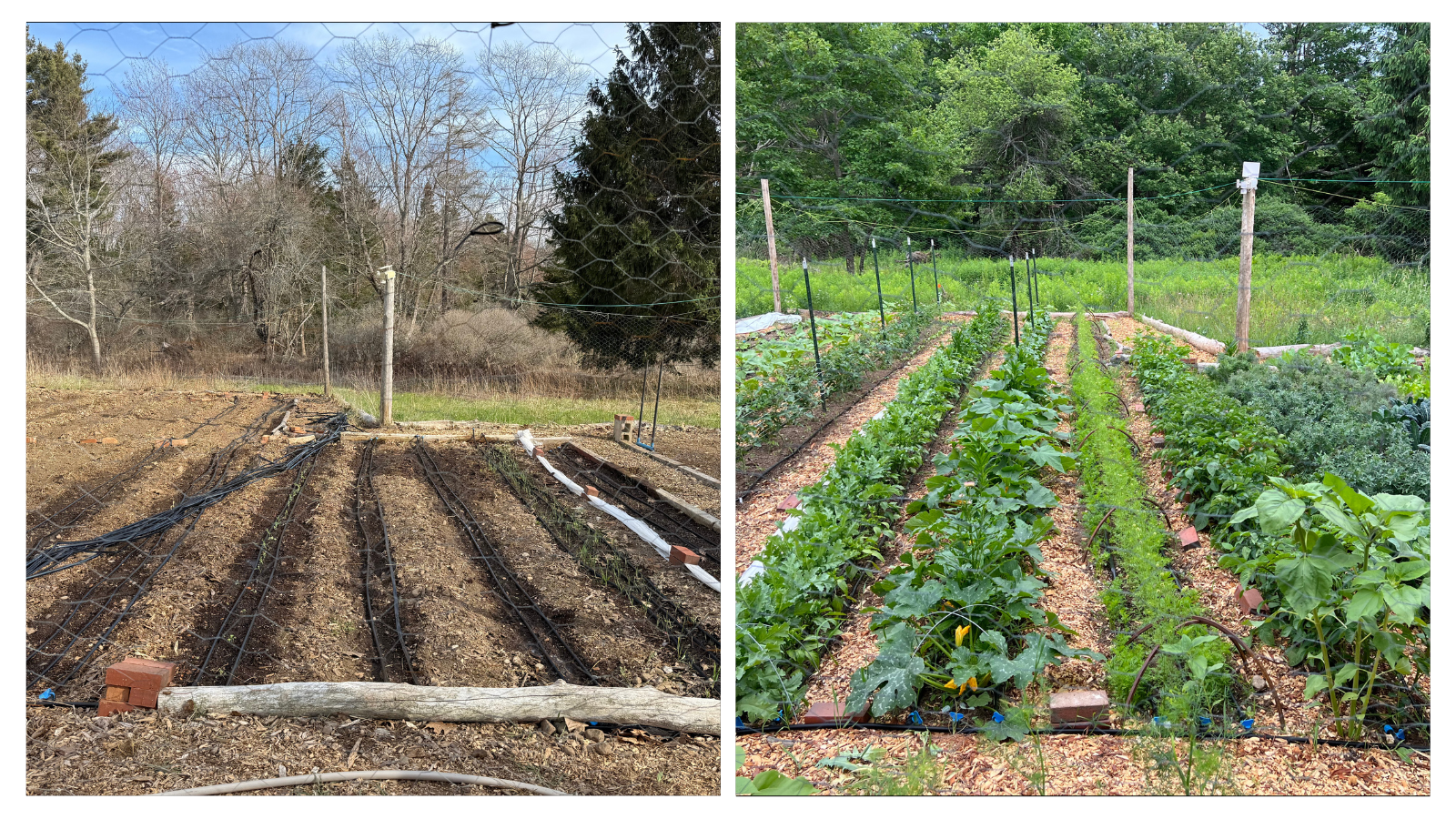 Cape Elizabeth, ME; Vegetable Garden Seeding Before+After